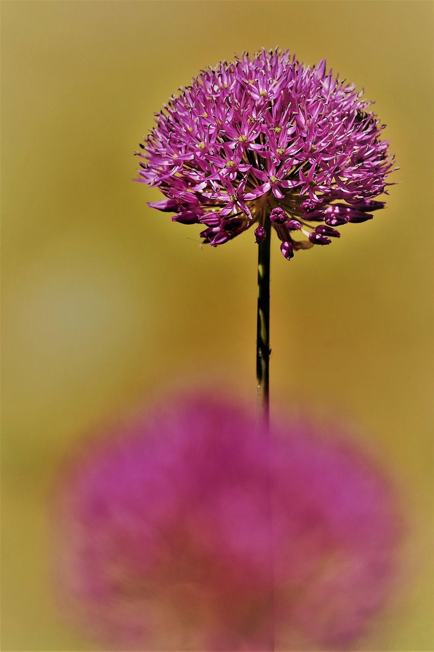 853x1280 Allium Flower Plant