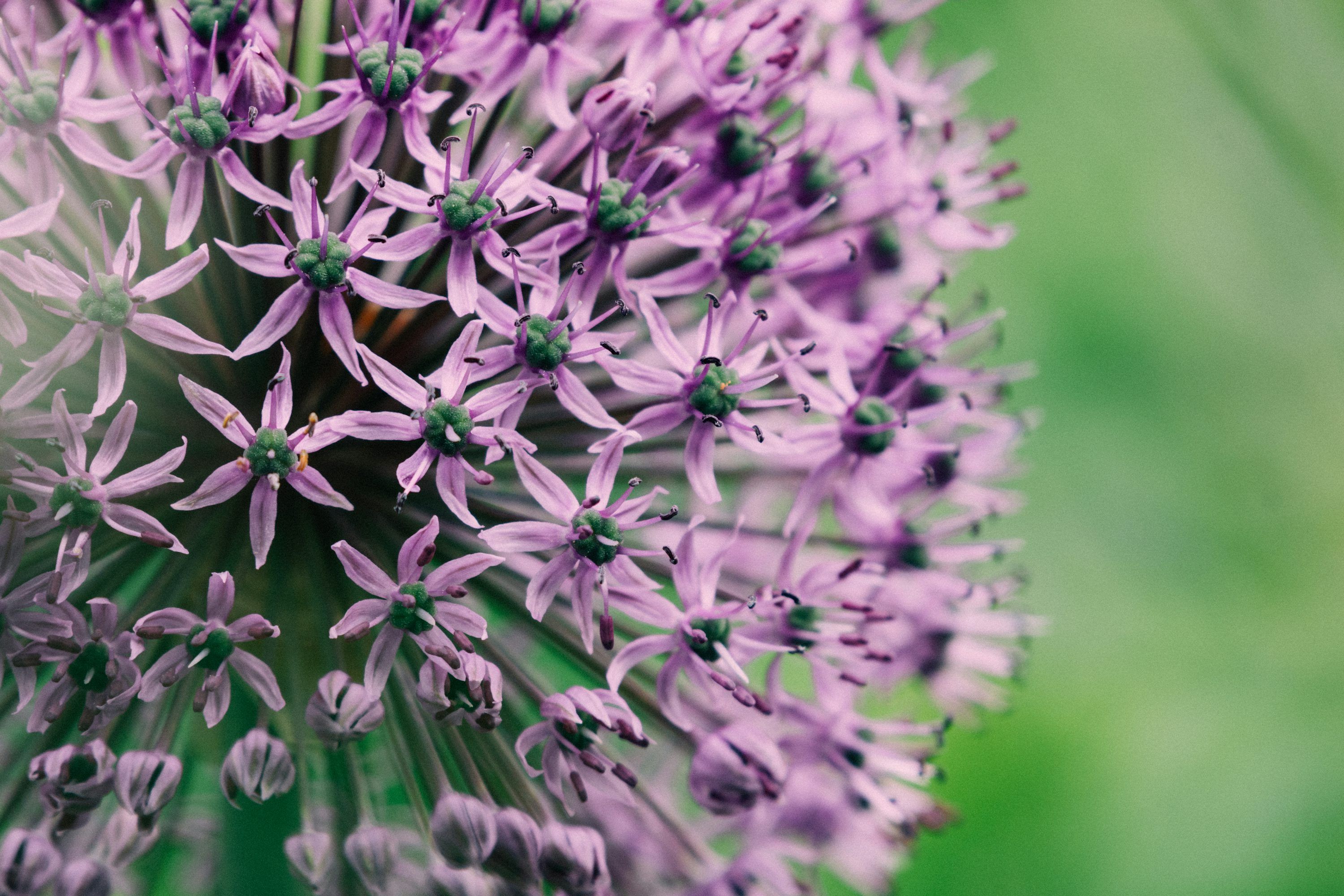3000x2000 Purple Allium Blossom, Close Up, In Detail. Photo
