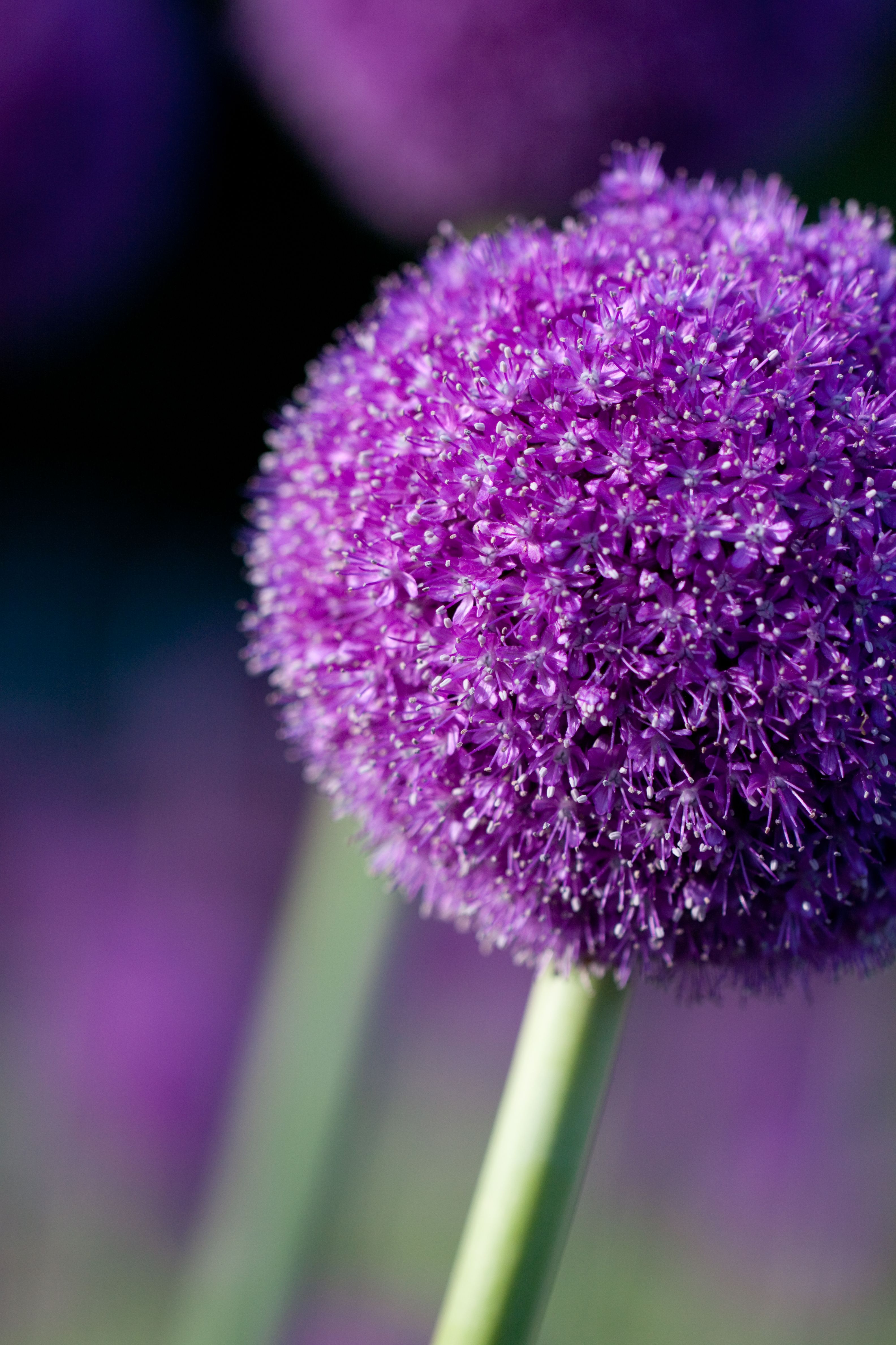 3168x4752 Flower, Allium giganteum