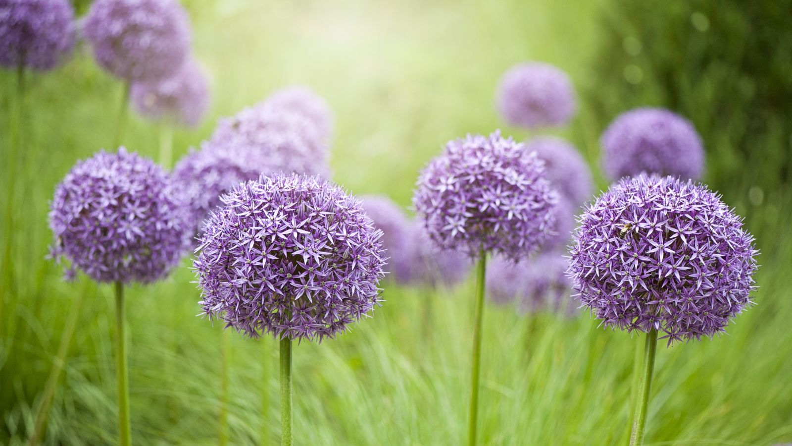 1600x900 best varieties of allium bulbs to plant now. Homes and Gardens