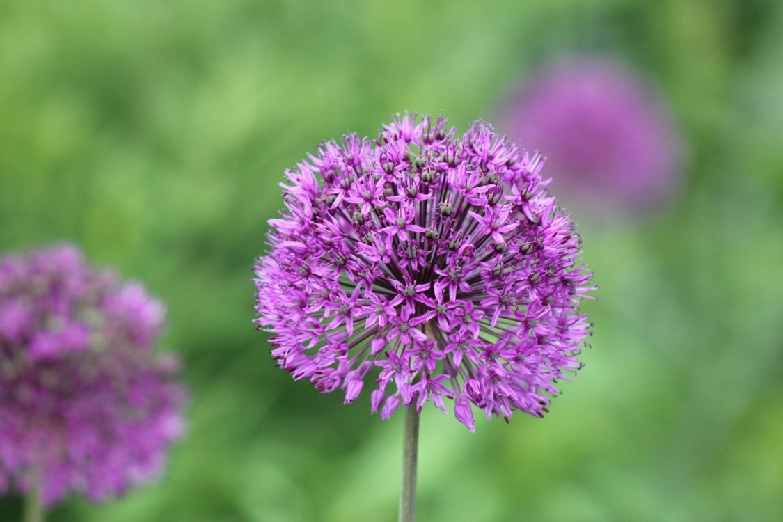 1125x750 Vibrant Purple Allium Flower in Bloom · Free