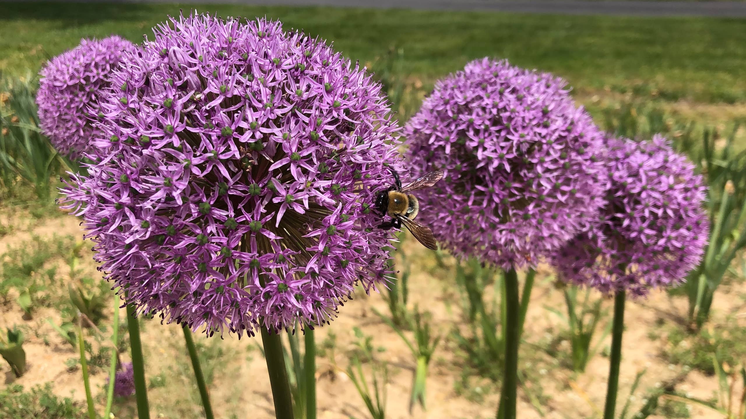 2560x1440 How to Plant Allium Bulbs in Your Garden in Fall