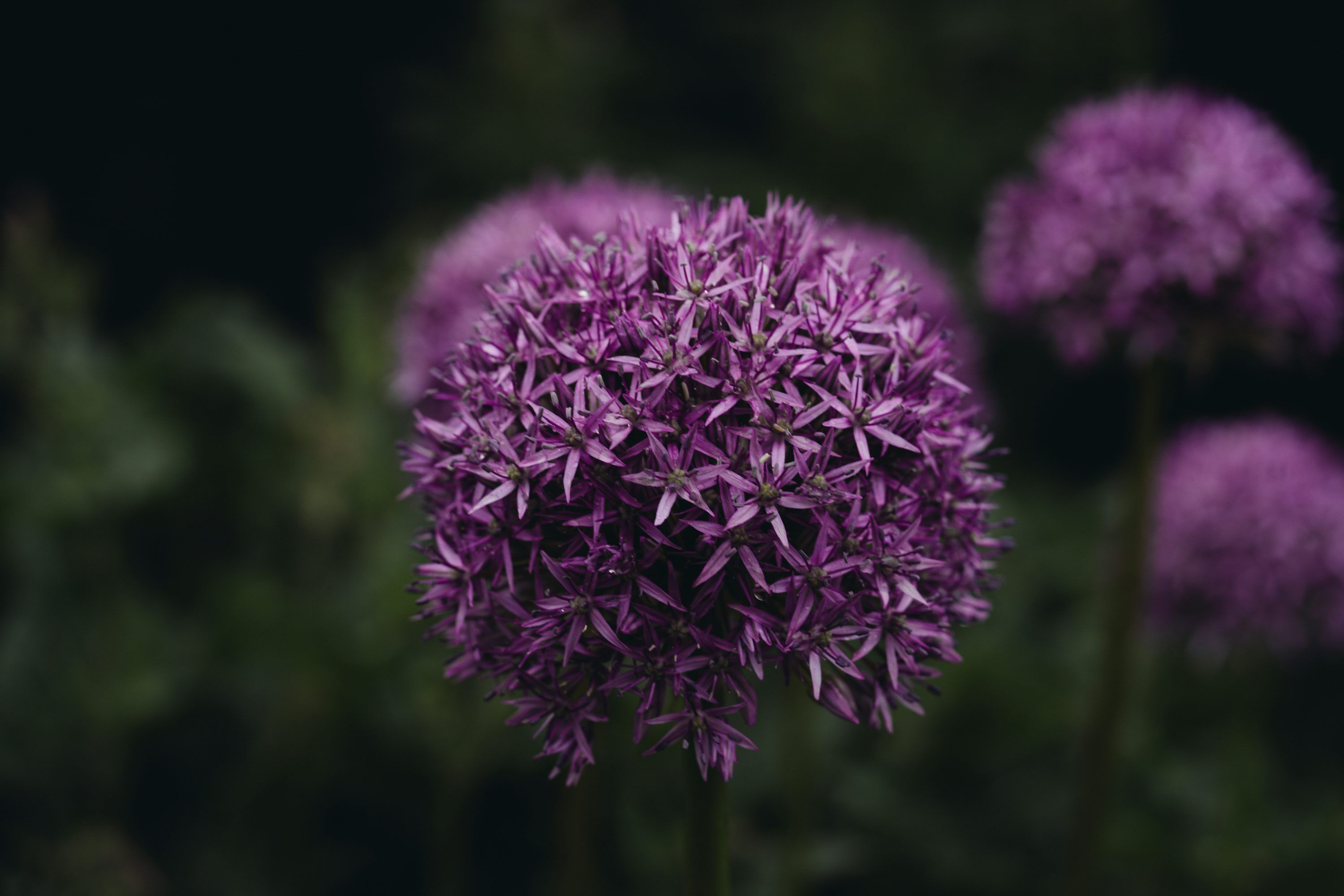 3000x2000 Purple flowers with green leaves photo