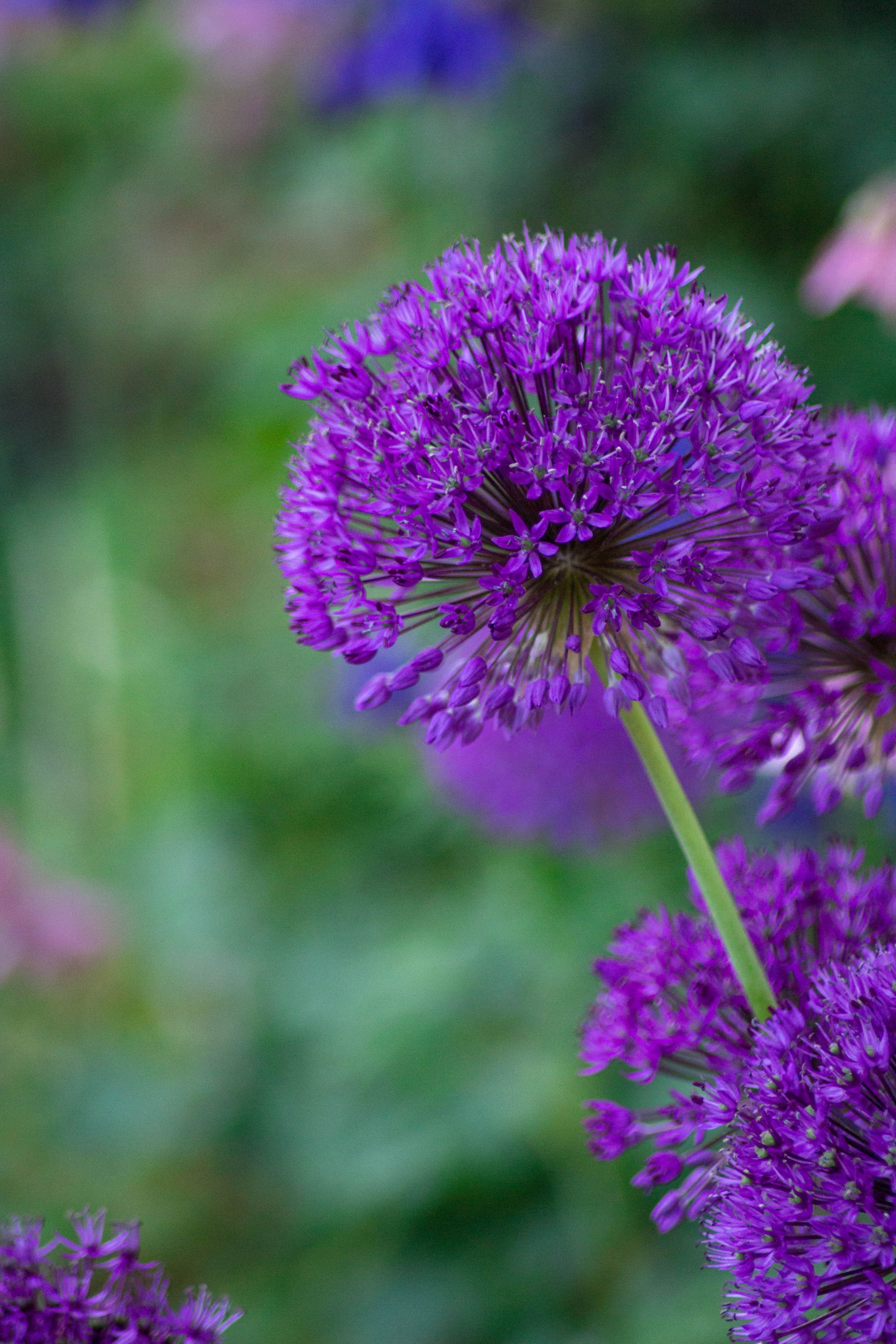 3456x5184 Close up of Purple Flower · Free