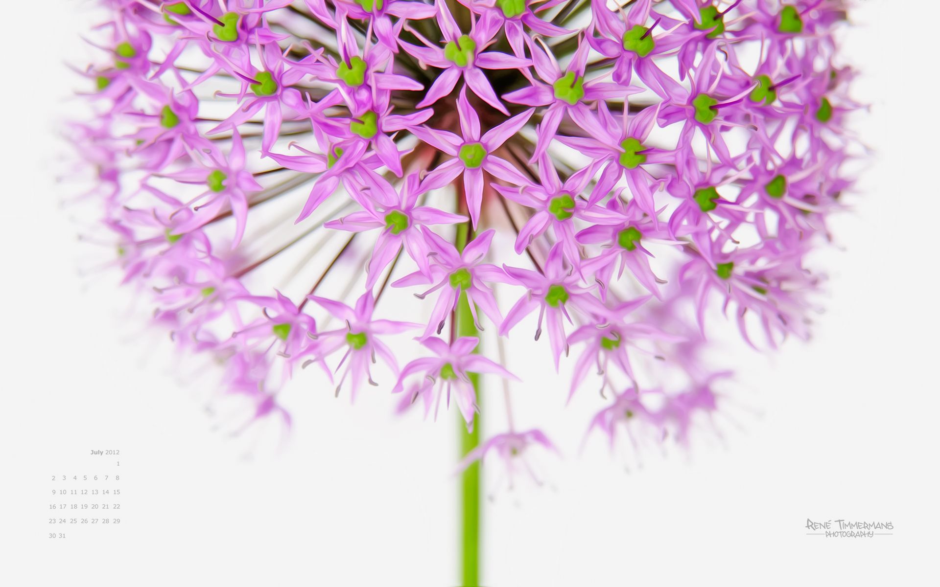 1920x1200 Allium Flowers Wallpaper