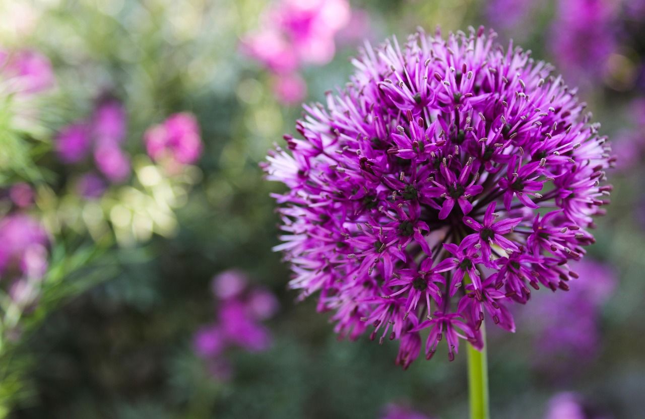 1280x832 Ornamental Onion Allium Stratos