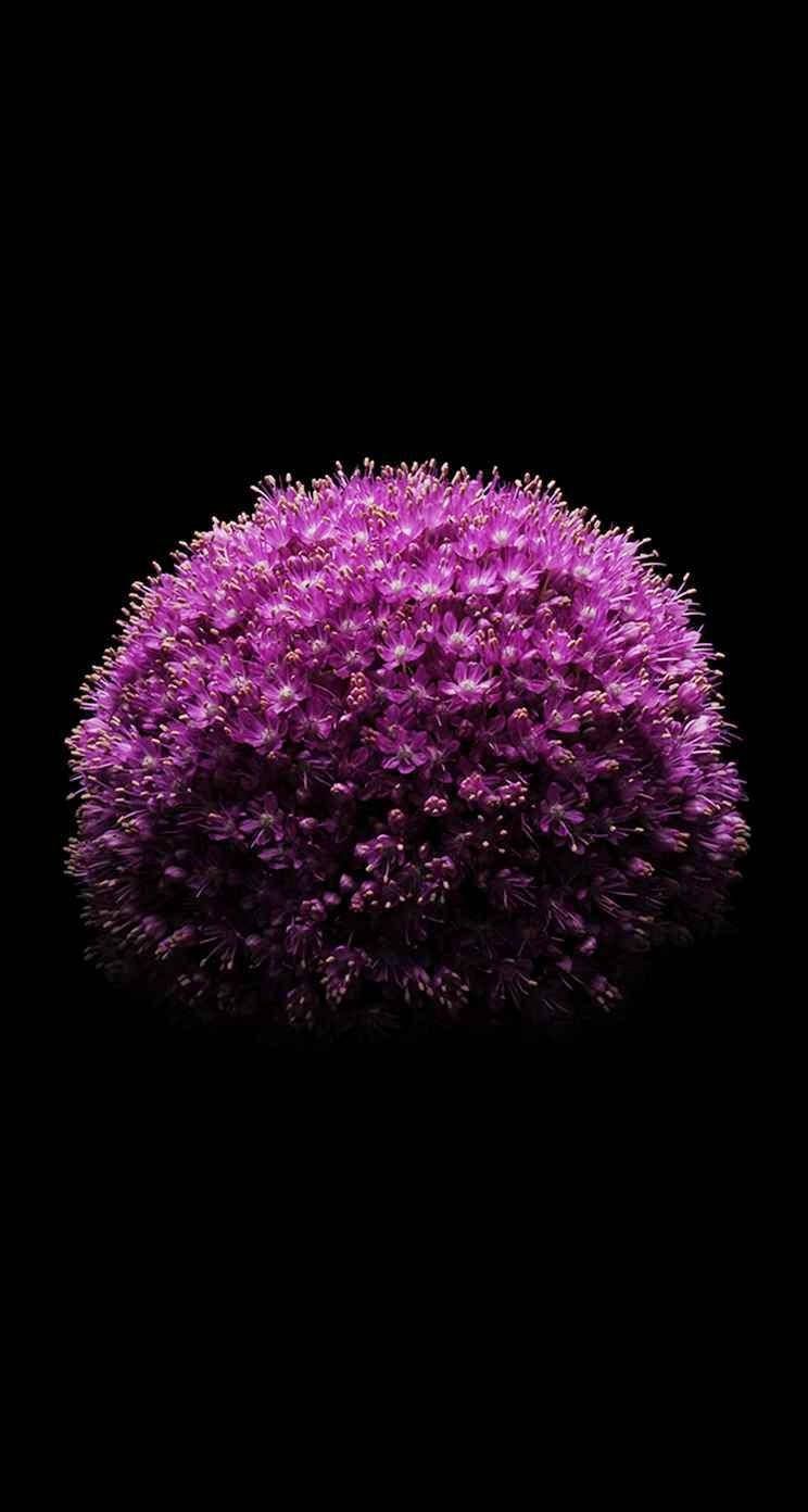 744x1392 Download Allium Flower iPhone SE Wallpaper
