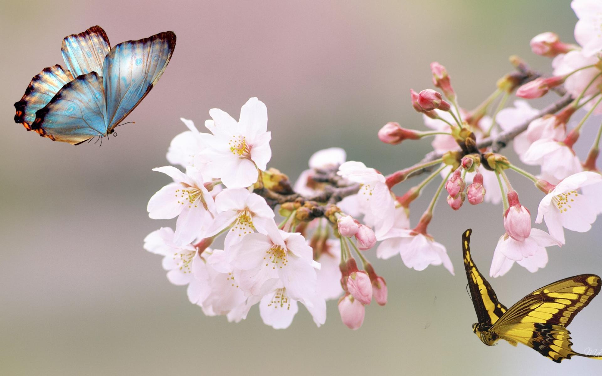 1920x1200 Cherry Blossom Tree Desktop Wallpaper