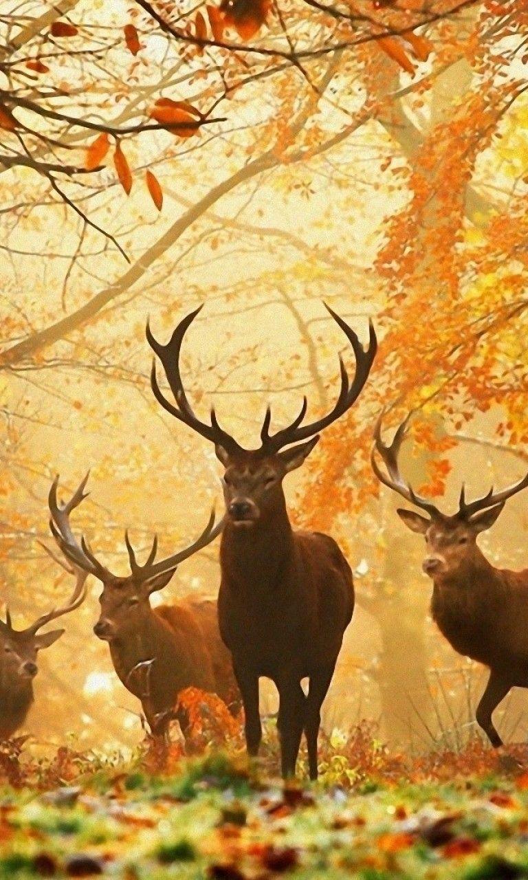 768x1280 Deer walking in forest HD Wallpaper 768x1280 Wallpaper