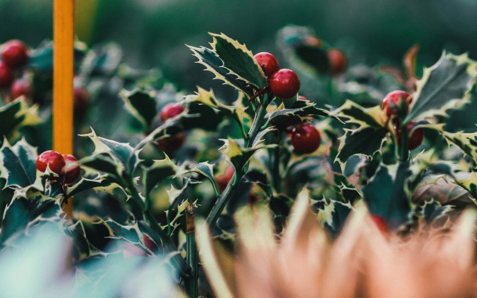 1536x960 Using outdoor foliage indoors at Christmas