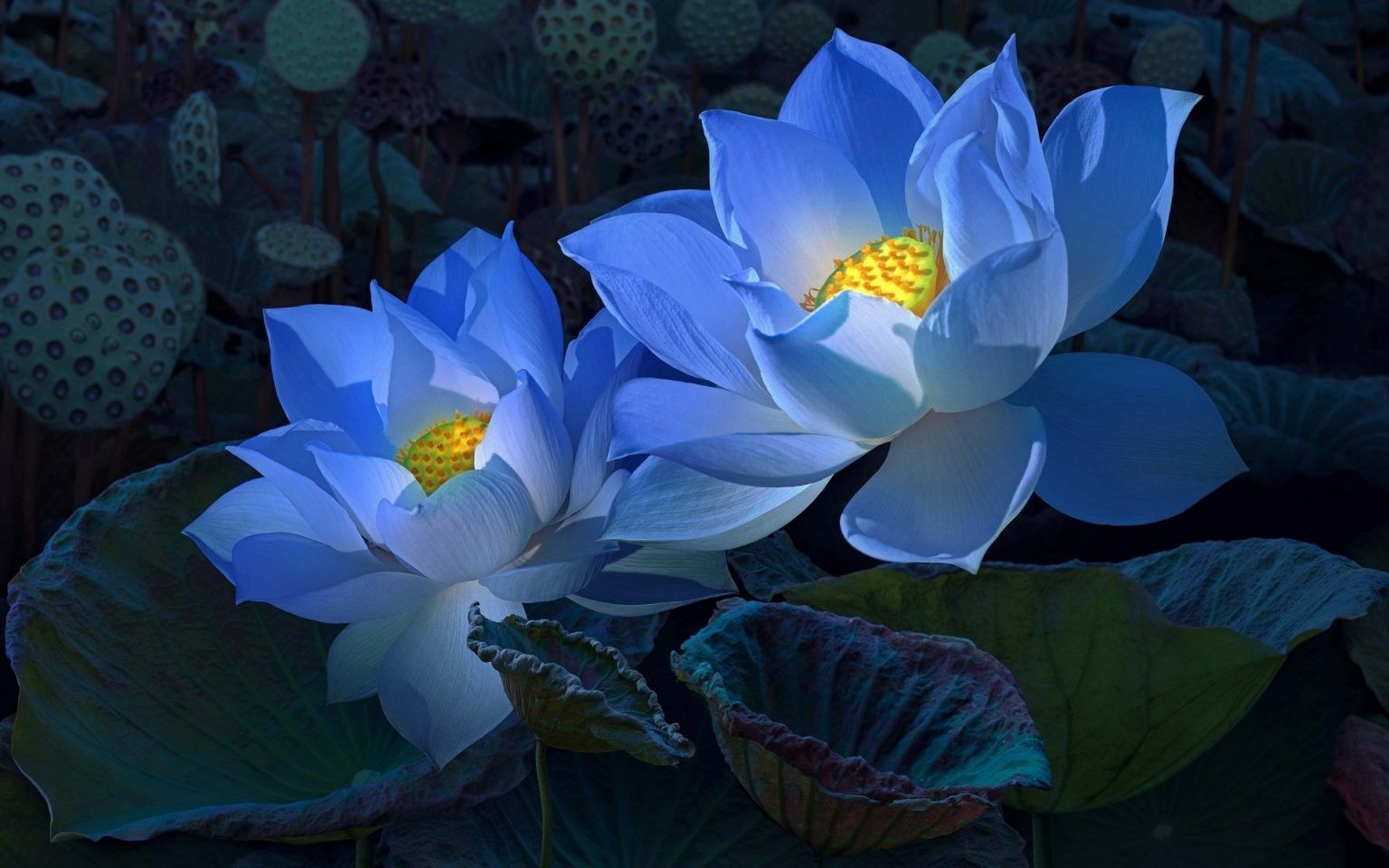 1536x960 Rare Flower Perfume & Lotus