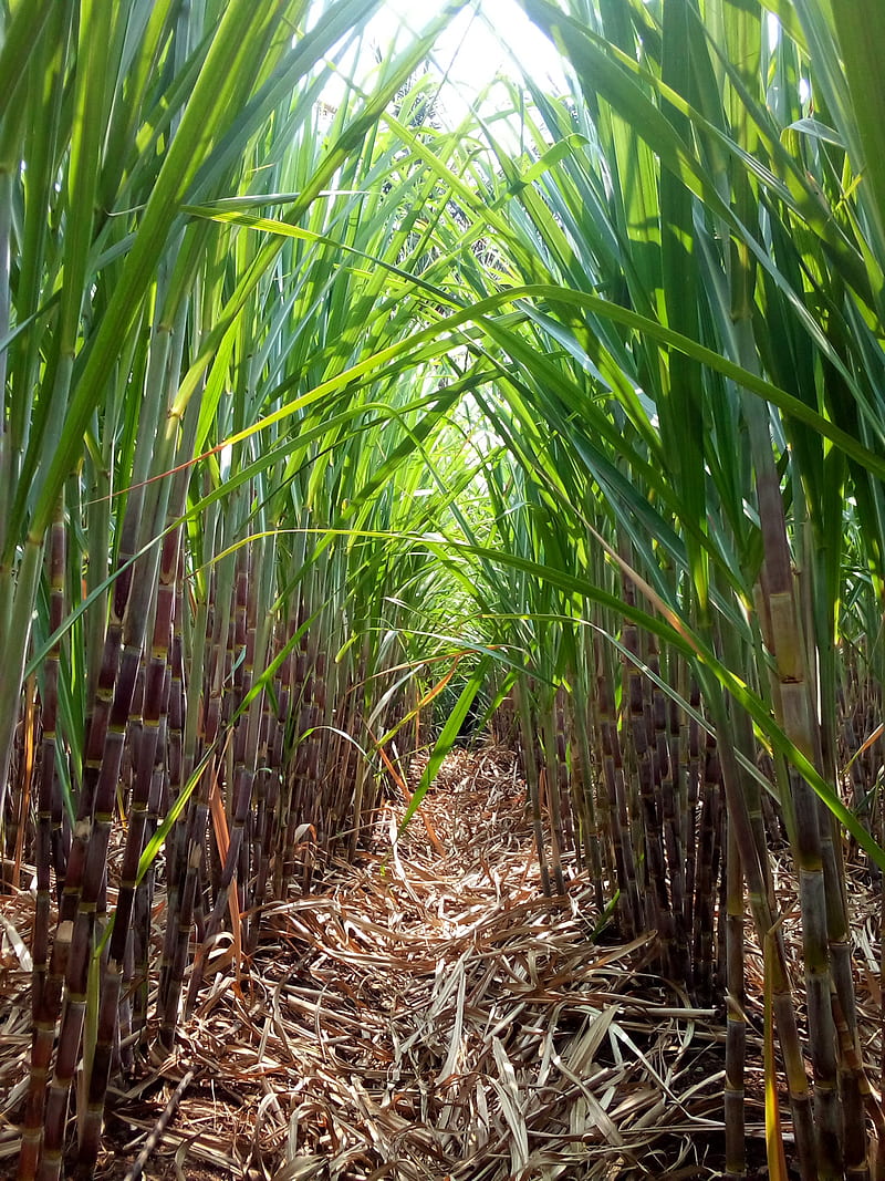 800x1067 Sugar cane, nature, sugarcane, HD phone wallpaper