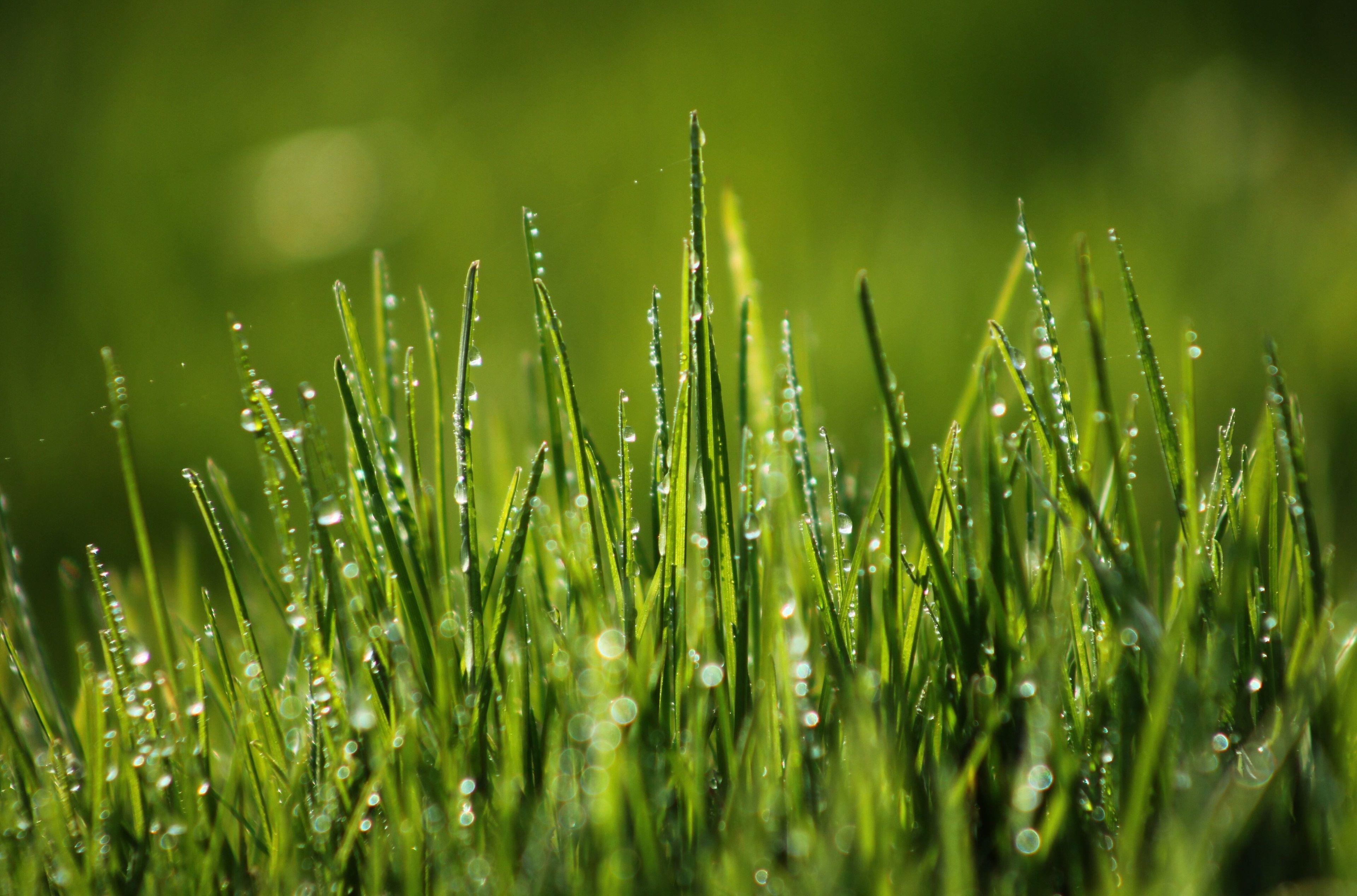 4K Grass Wallpapers - Top Free 4K Grass Backgrounds - WallpaperAccess