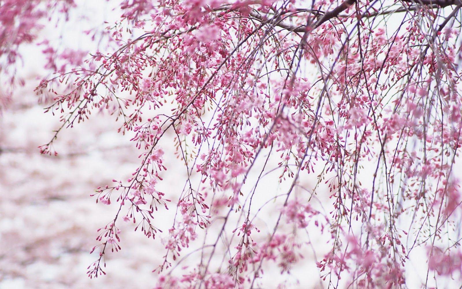 1600x1000 Cherry Blossom Wallpaper Home