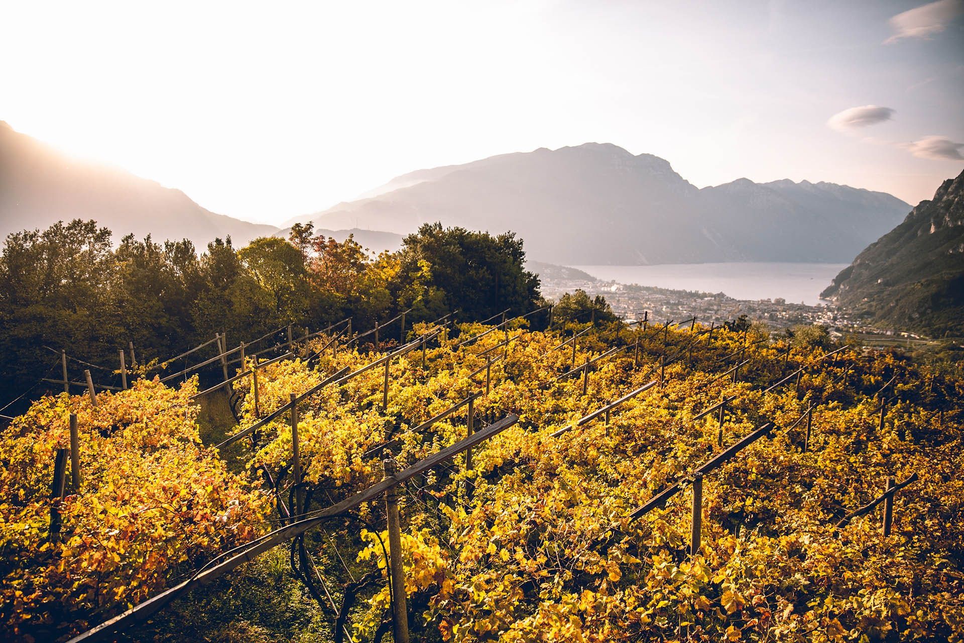 1920x1280 Dynamic And Terroir Driven: Trentino, Italy Is The Wine Region Of The Year. Wine Enthusiast's 2020 Wine Star Awards