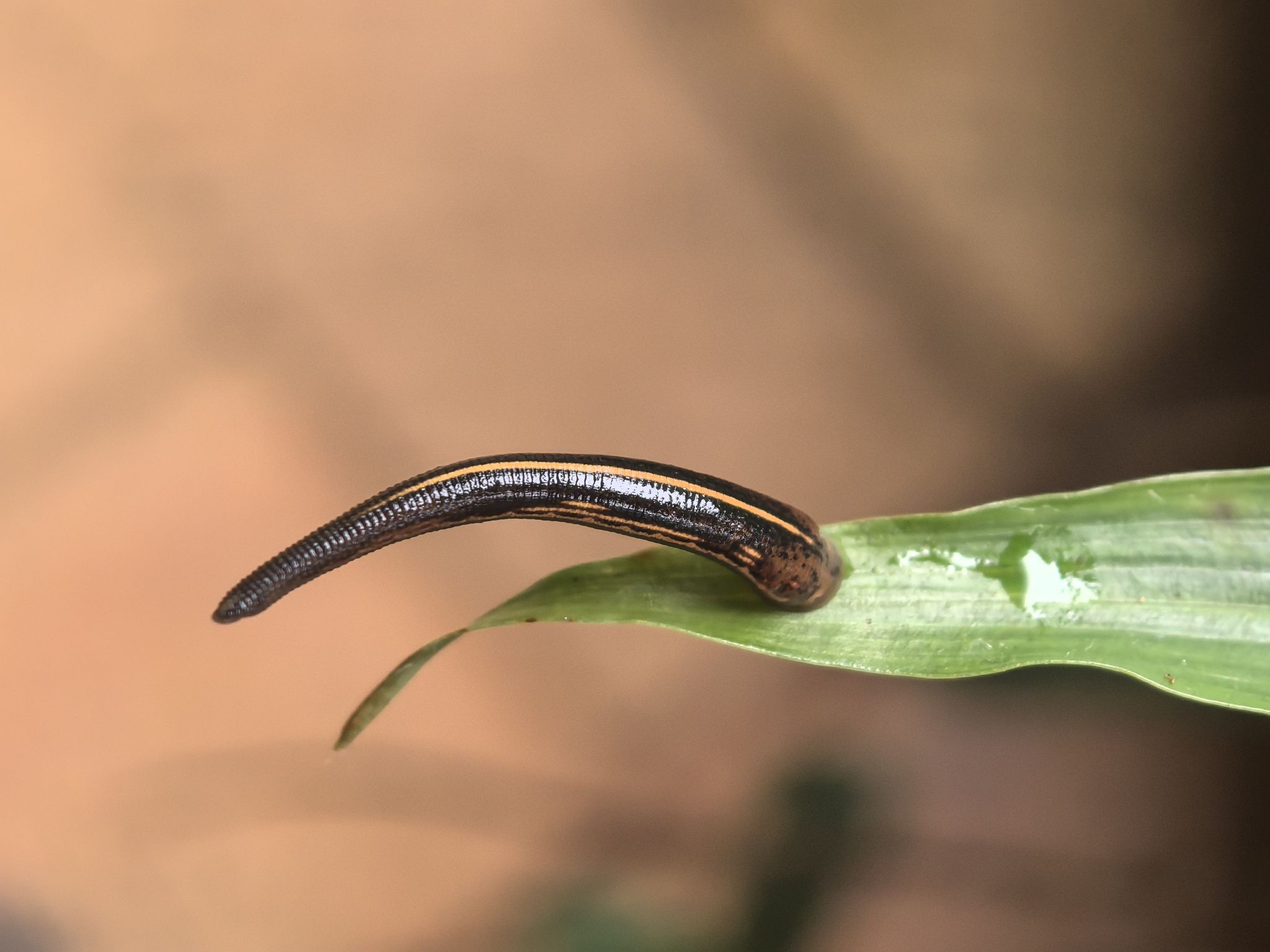 2048x1536 Member Families: Superpowers of Bloodsuckers, Live Leeches & Survival Science Australian Museum