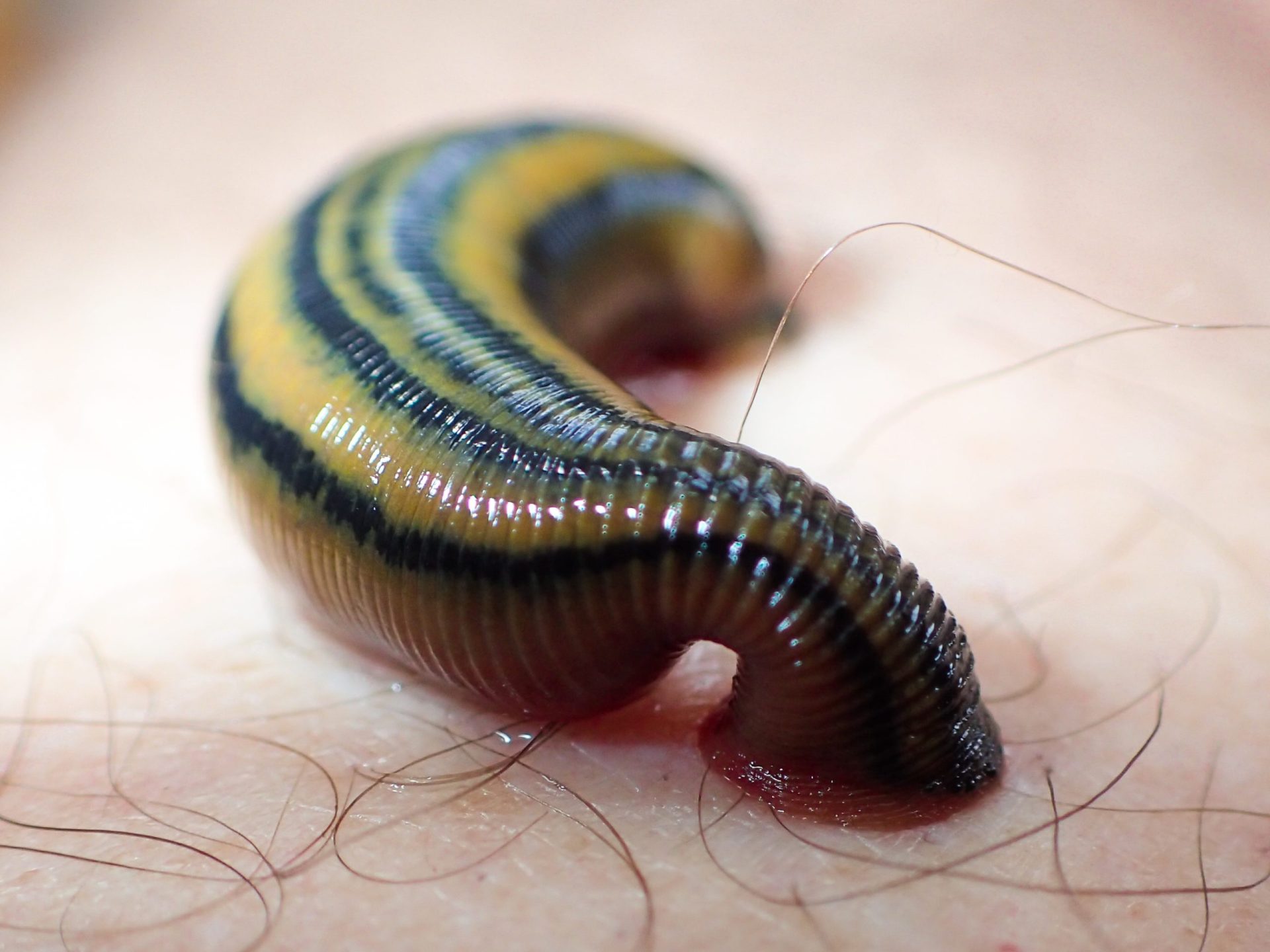 1920x1440 Leeches latch onto the Northern Beaches, but make the perfect pet