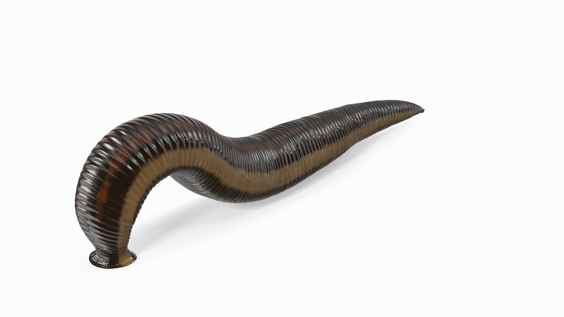 1920x1080 European Medicinal Leech Crawling Model