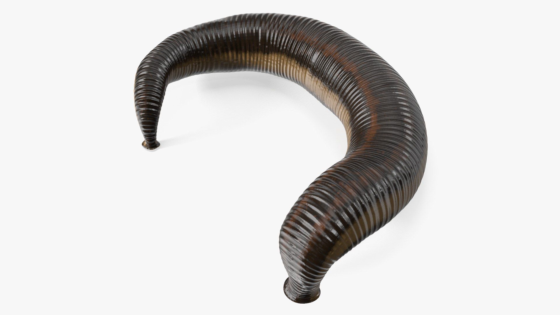 1920x1080 3D Sucking Medicinal Leech Model