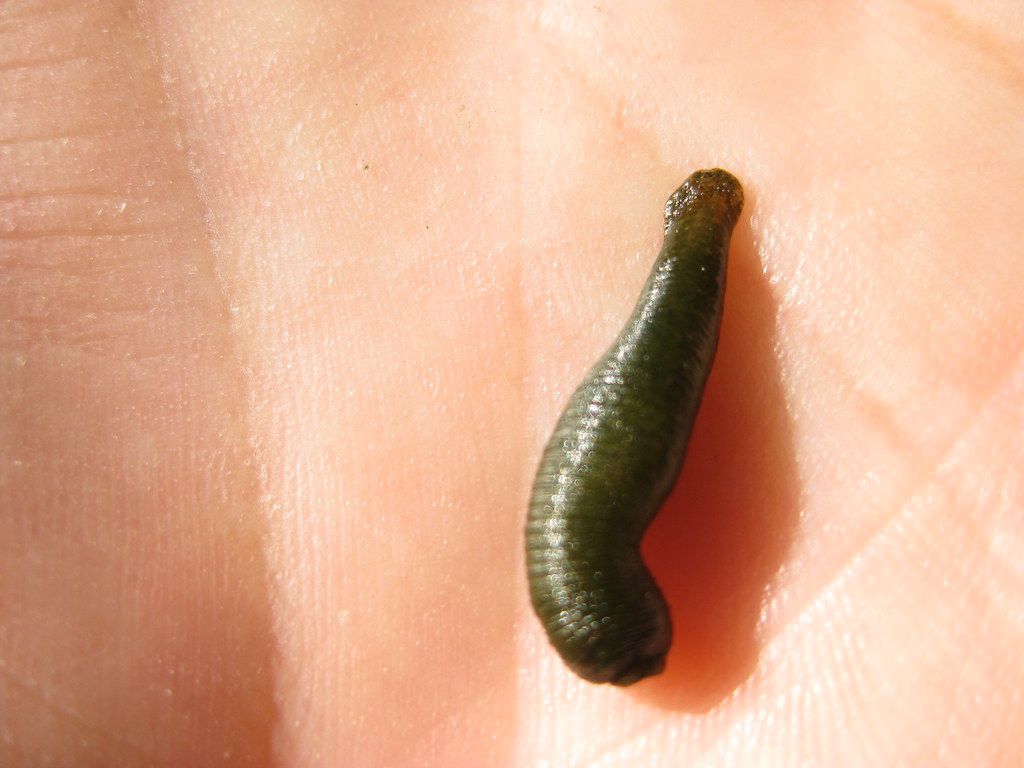 1024x768 Green leech or worm? (from the Quaggy). Does any