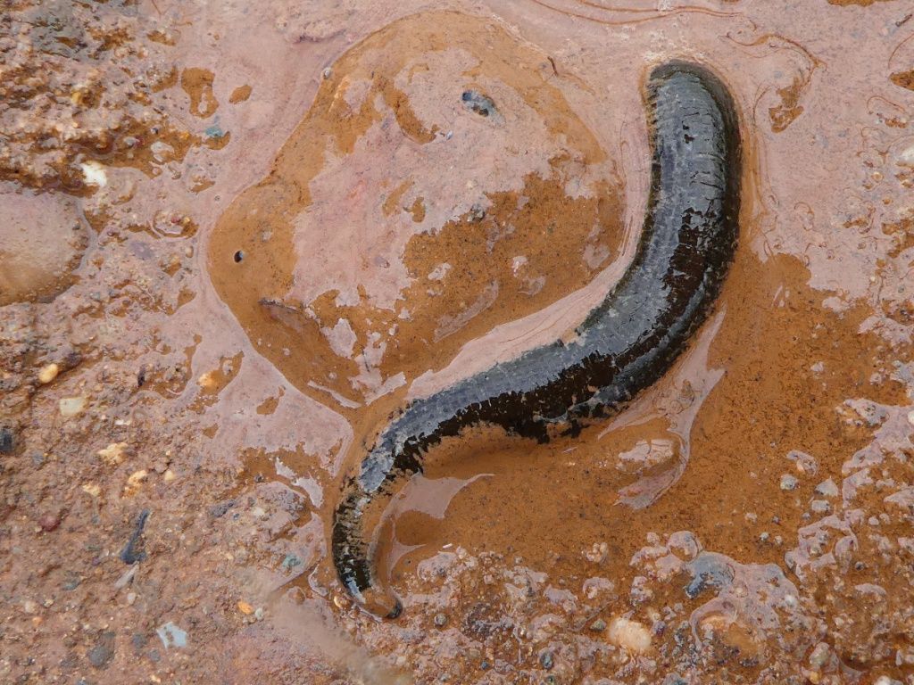 1024x768 Horse Leech