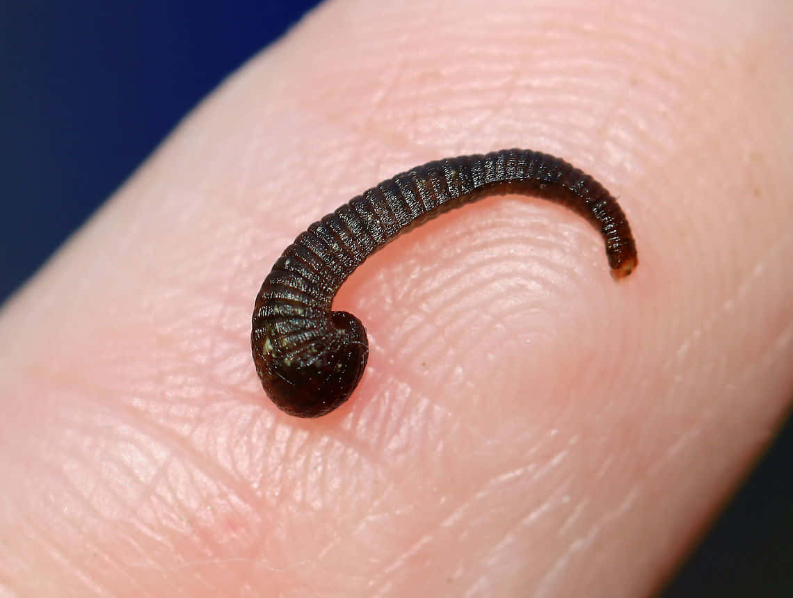 1140x860 Leech Wallpaper