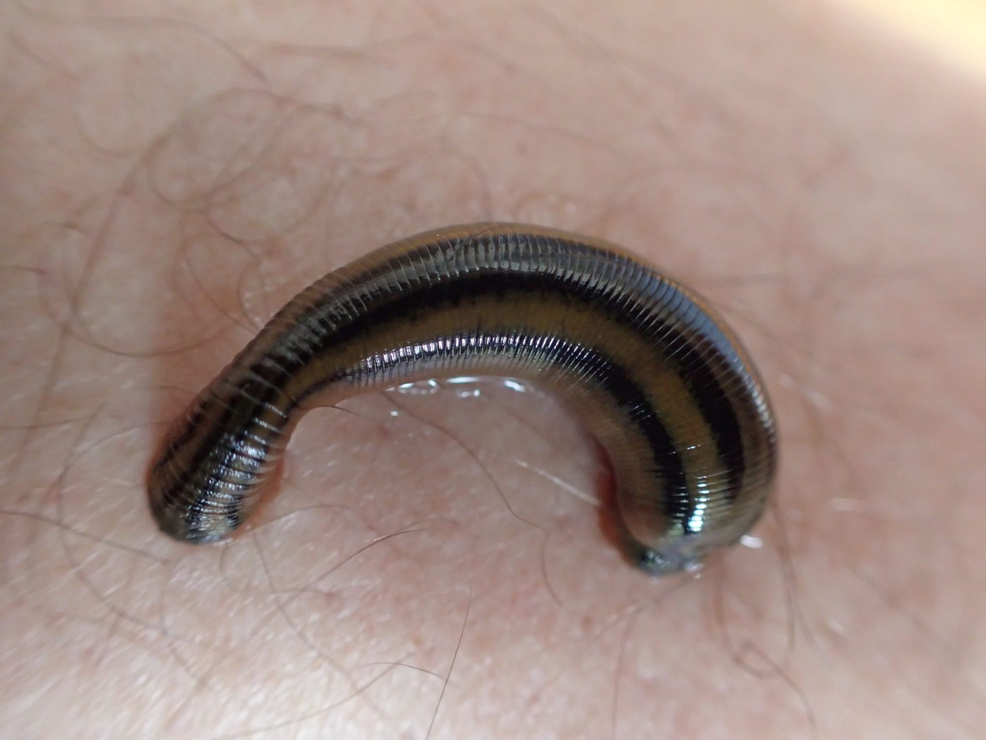 1920x1440 Leeches latch onto the Northern Beaches, but make the perfect pet
