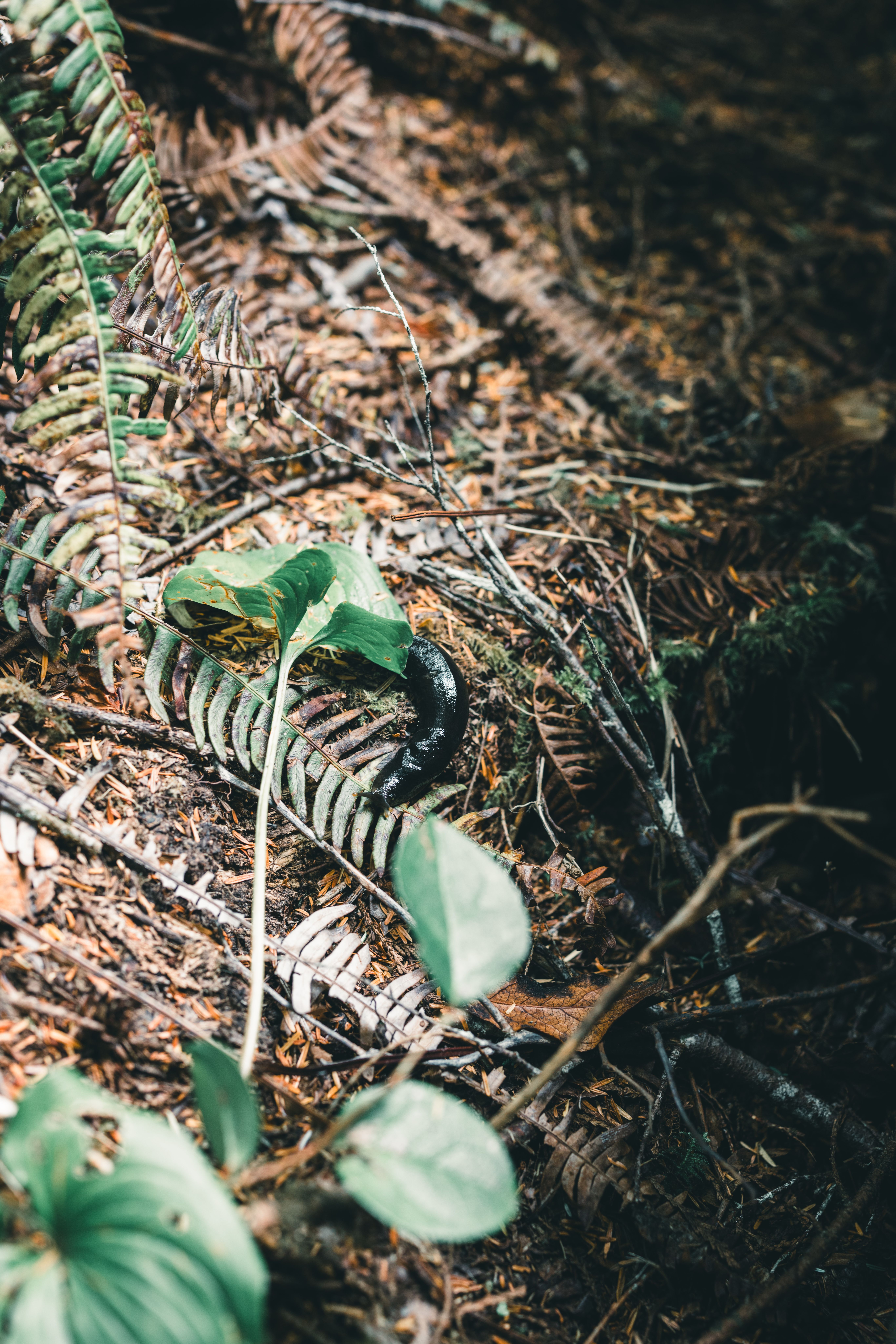 5464x8192 Leech Photo, Download The BEST Free Leech & HD Image