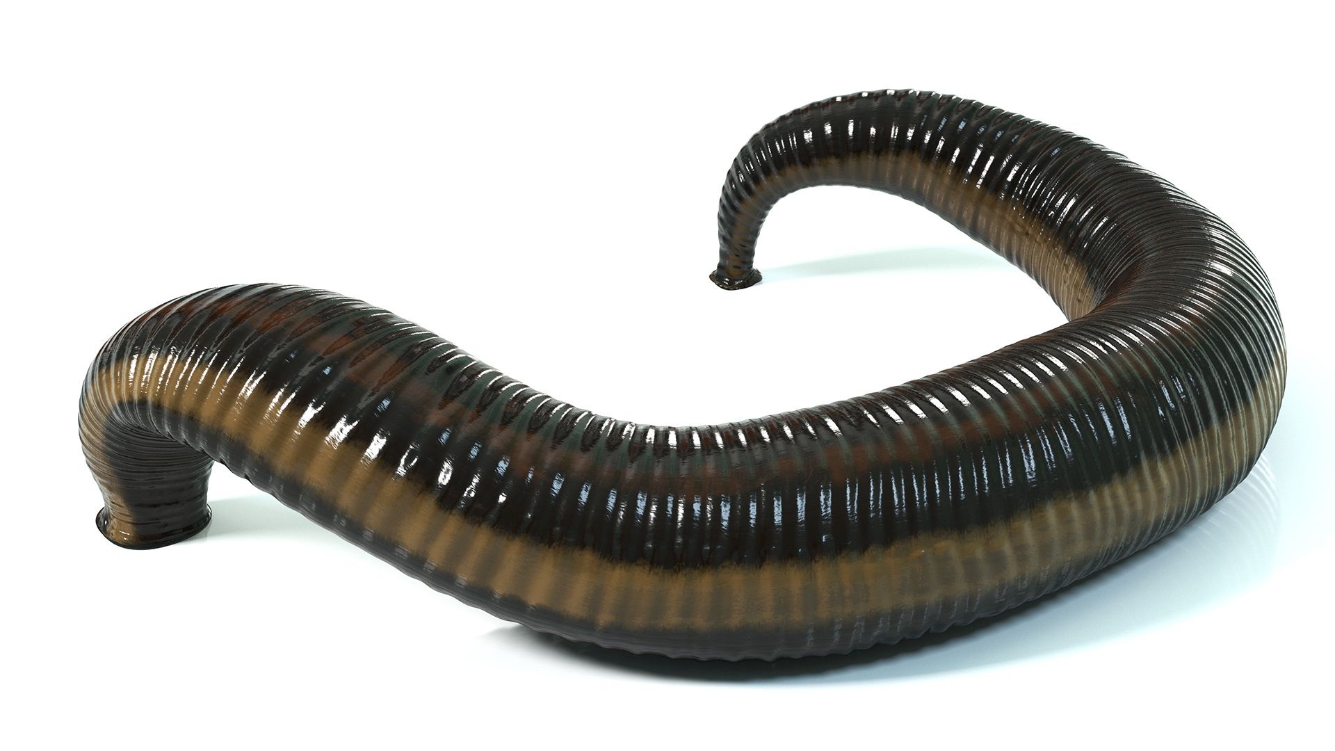 1920x1080 Sucking Medicinal Leech 3D Model $29 - .3Ds .blend .c4d .fbx .max .ma .lxo .obj