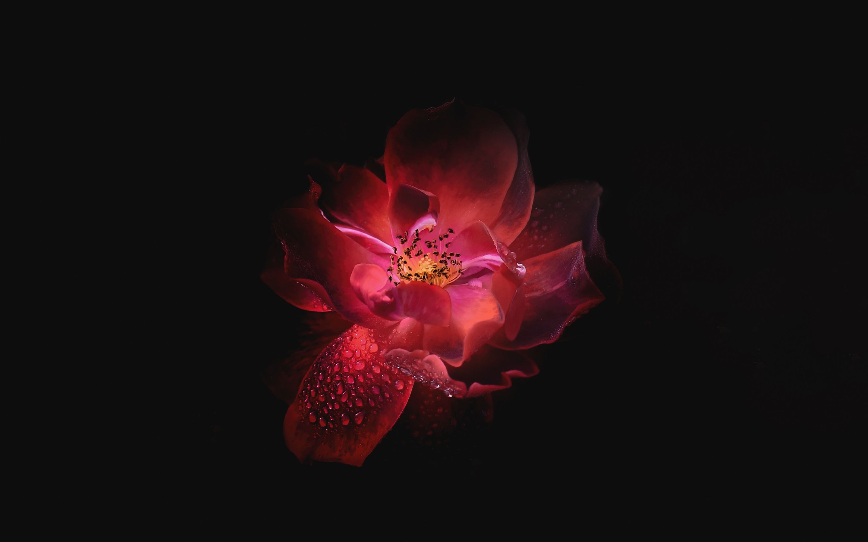 2880x1800 Flower Oled 4k Macbook Pro Retina , HD 4k Wallpaper, Image, Background, Photos and Picture