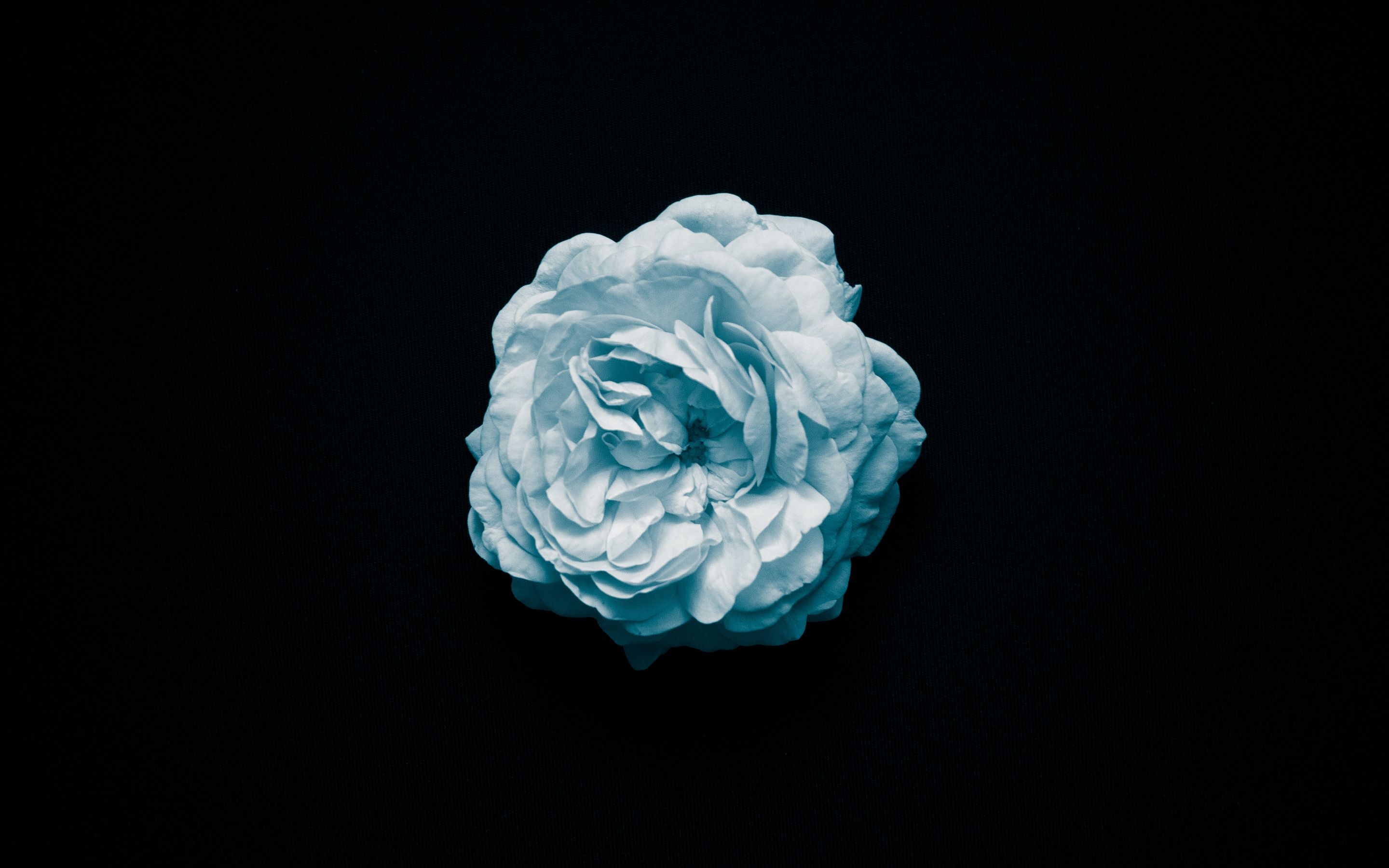 2880x1800 Petal Flower Oled 4k Macbook Pro Retina , HD 4k Wallpaper, Image, Background, Photos and Picture