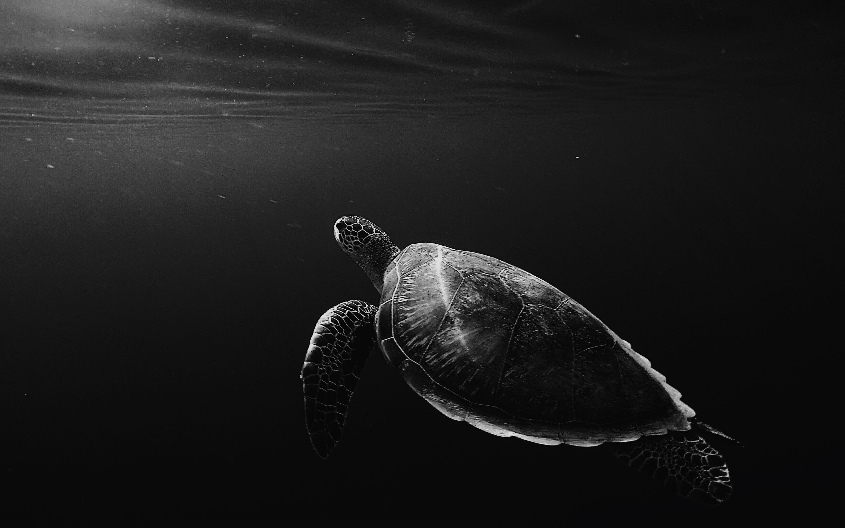 2880x1800 Turtle Oled 4k Macbook Pro Retina , HD 4k Wallpaper, Image, Background, Photos and Picture