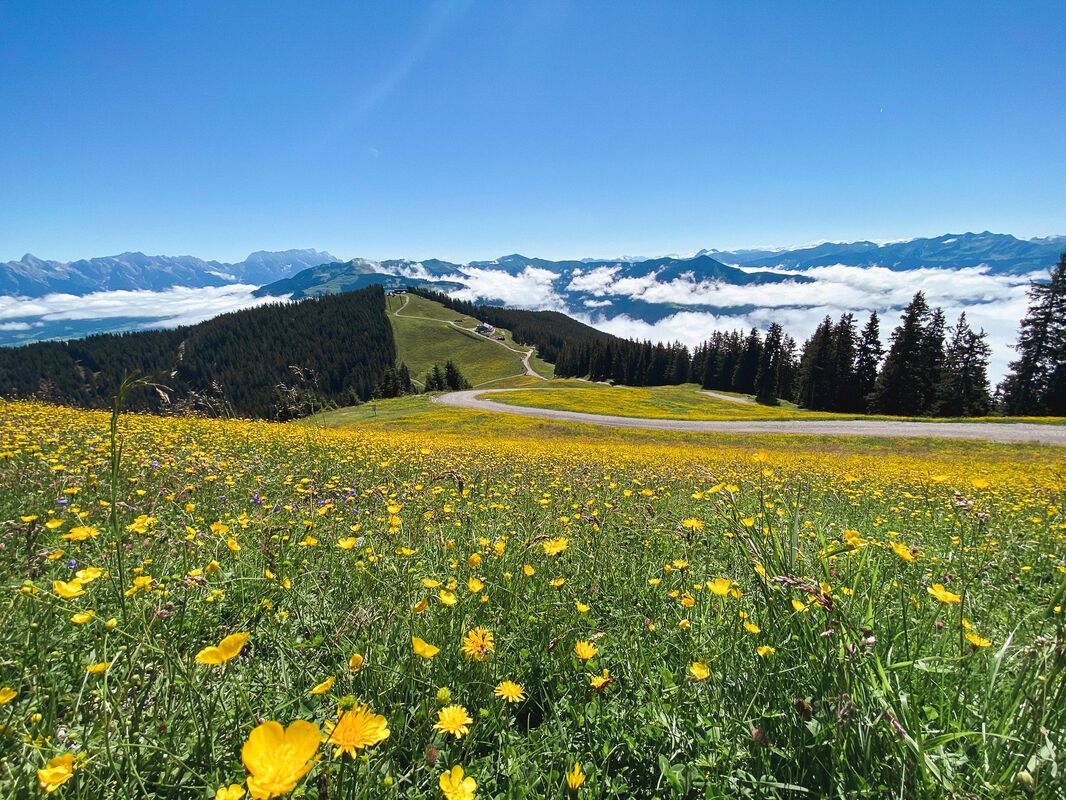 1066x800 Sustainable piste management on the Schmittenhöhe in Zell am See