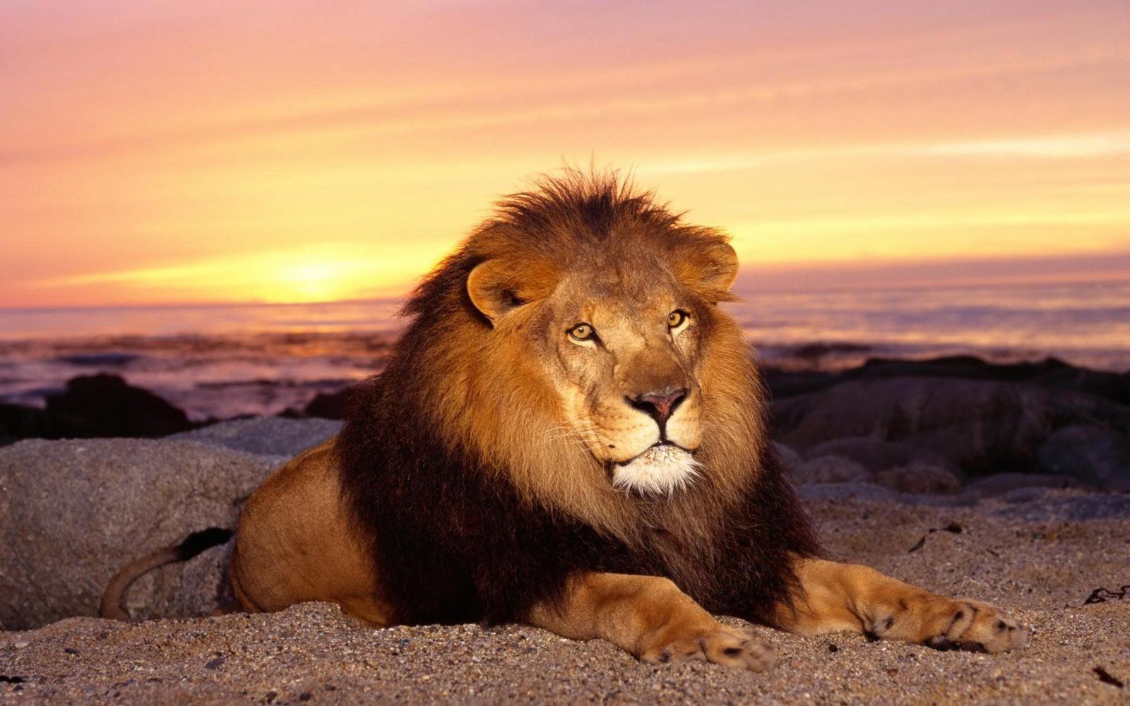 1600x1000 Animals King Of The Jungle HD Wallpaper 1800x2880 :