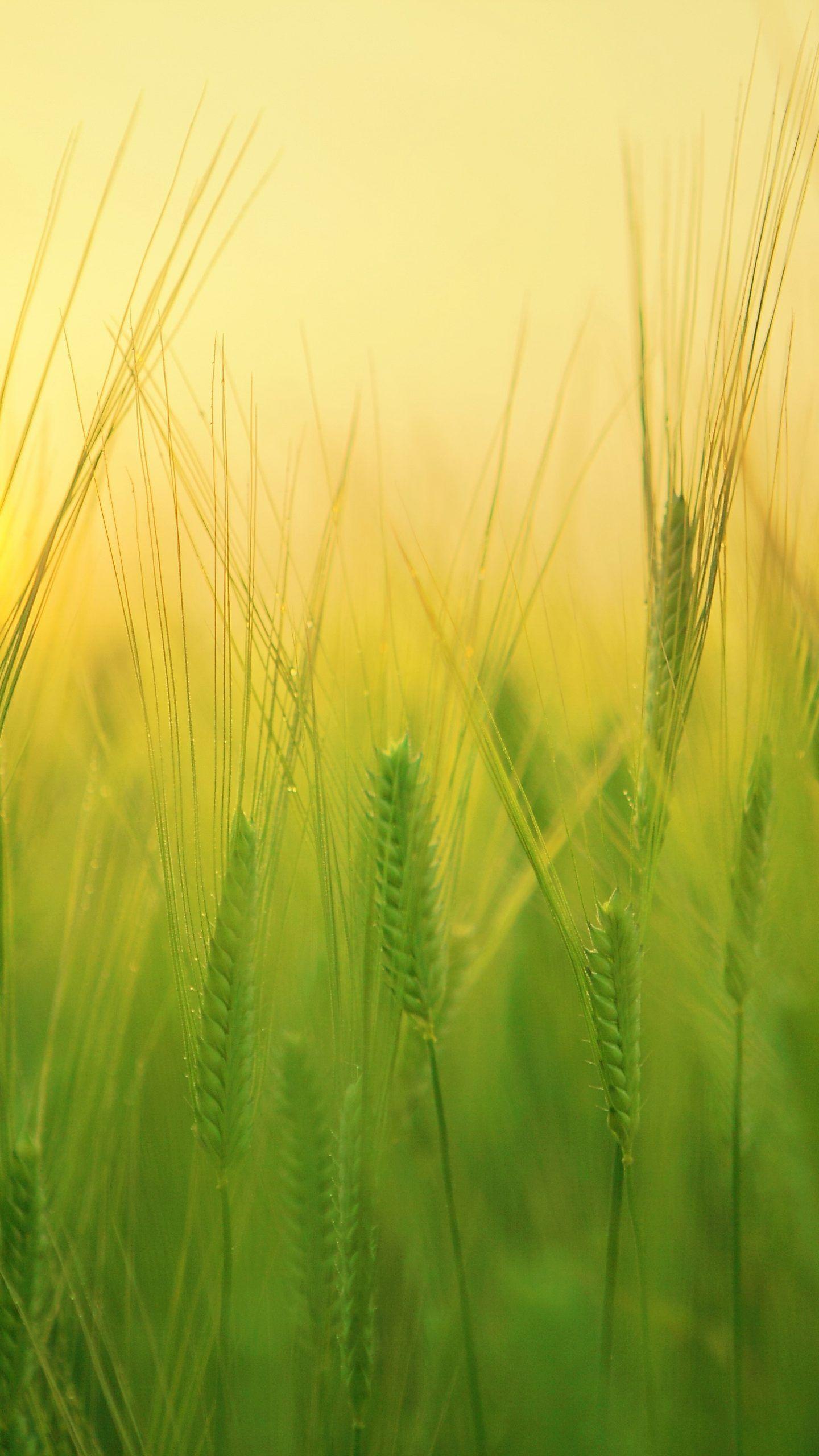 4K Grass Wallpapers Top Free 4K Grass Backgrounds WallpaperAccess