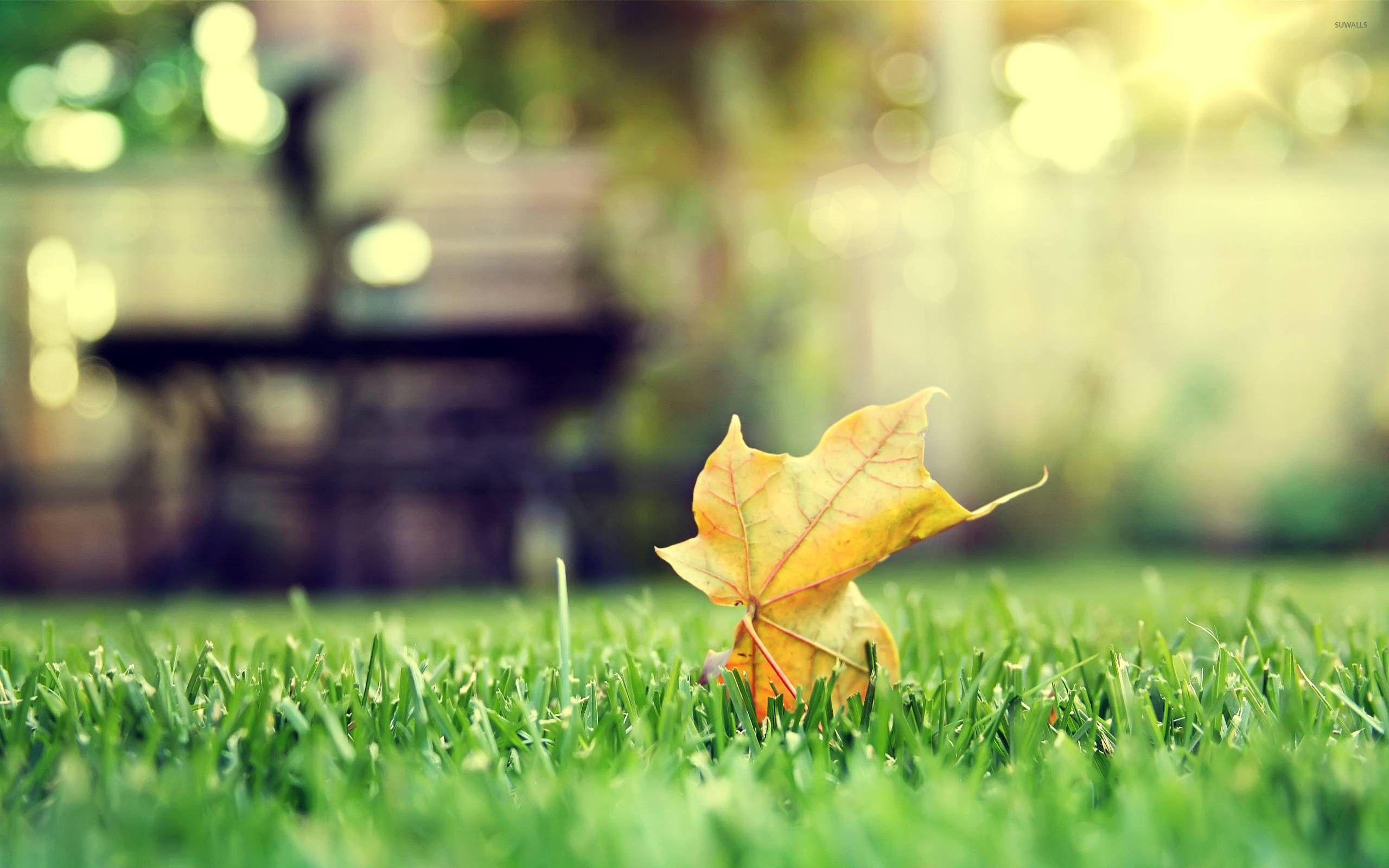 2560x1600 Leaf On Grass Image 2560x1600 HD Background Wallpaper Free