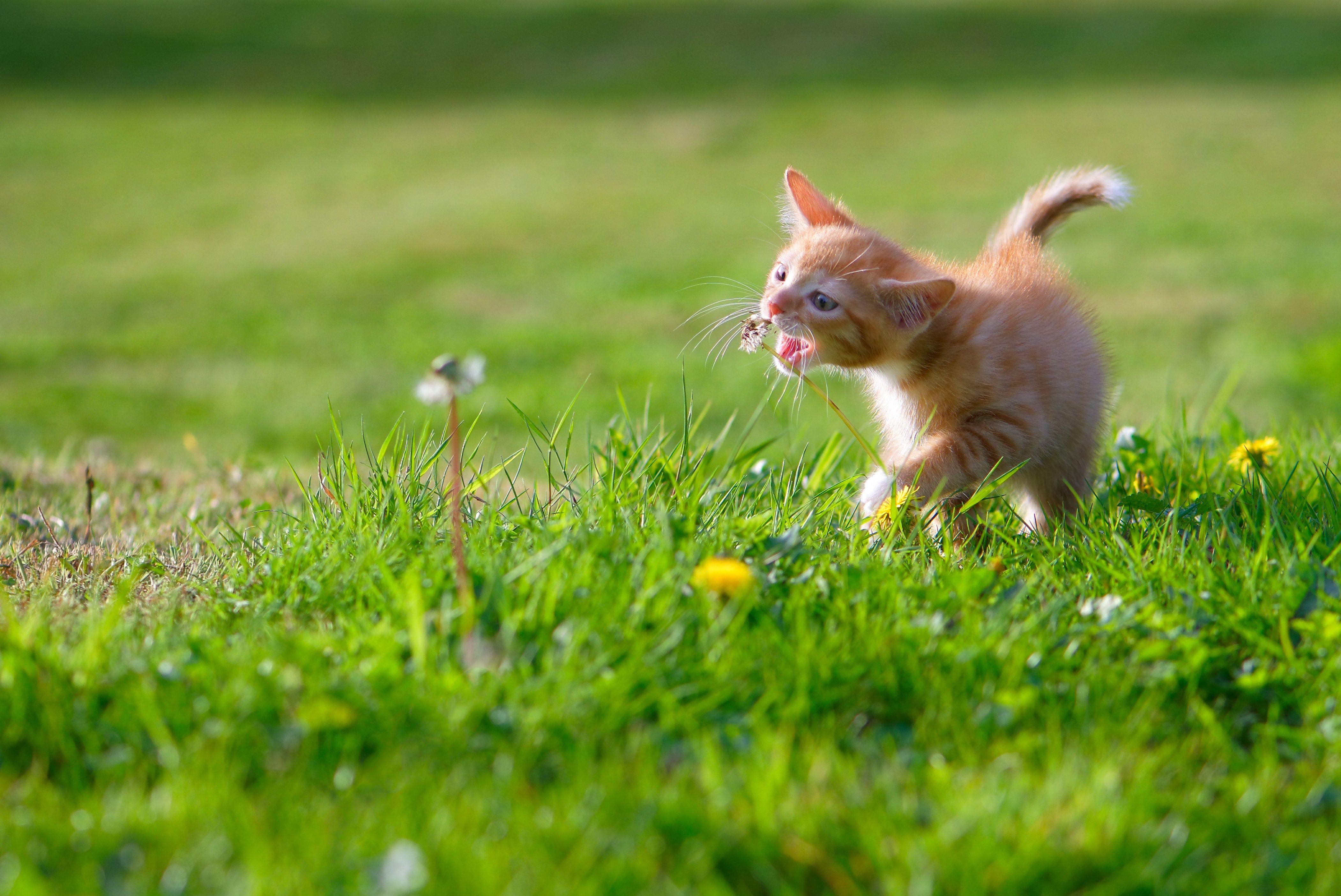 4203x2807 Wallpaper Cat, Green grass, 4K, Animals