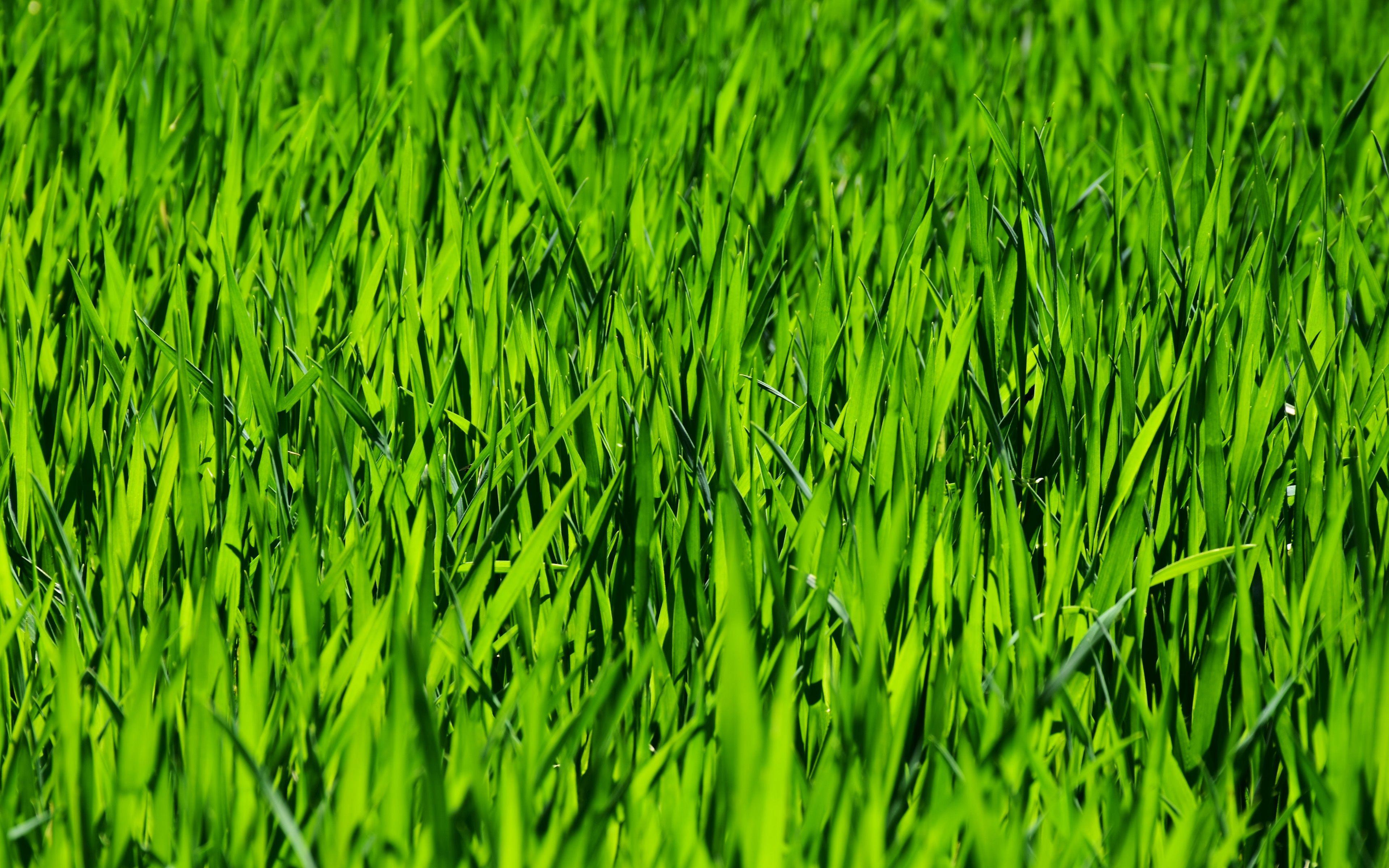 4K Grass Wallpapers - Top Free 4K Grass Backgrounds - WallpaperAccess