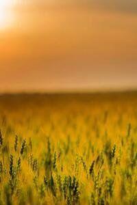 720x1280 Over Grass Wallpaper on HDPicture