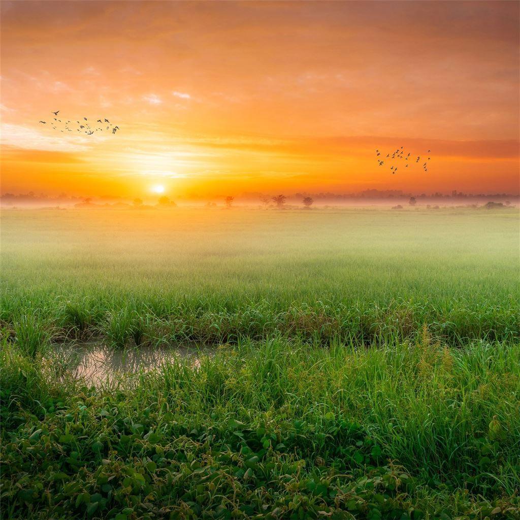 1024x1024 grass fog sunrise morning 4k iPad Wallpaper Free Download