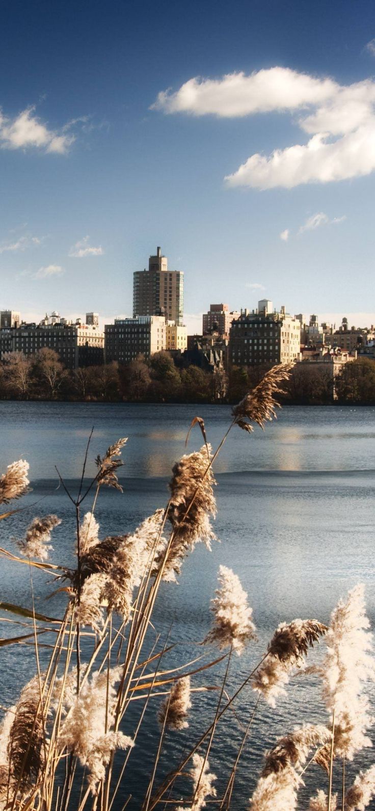 736x1592 Boston 4k Ultra HD Wallpaper