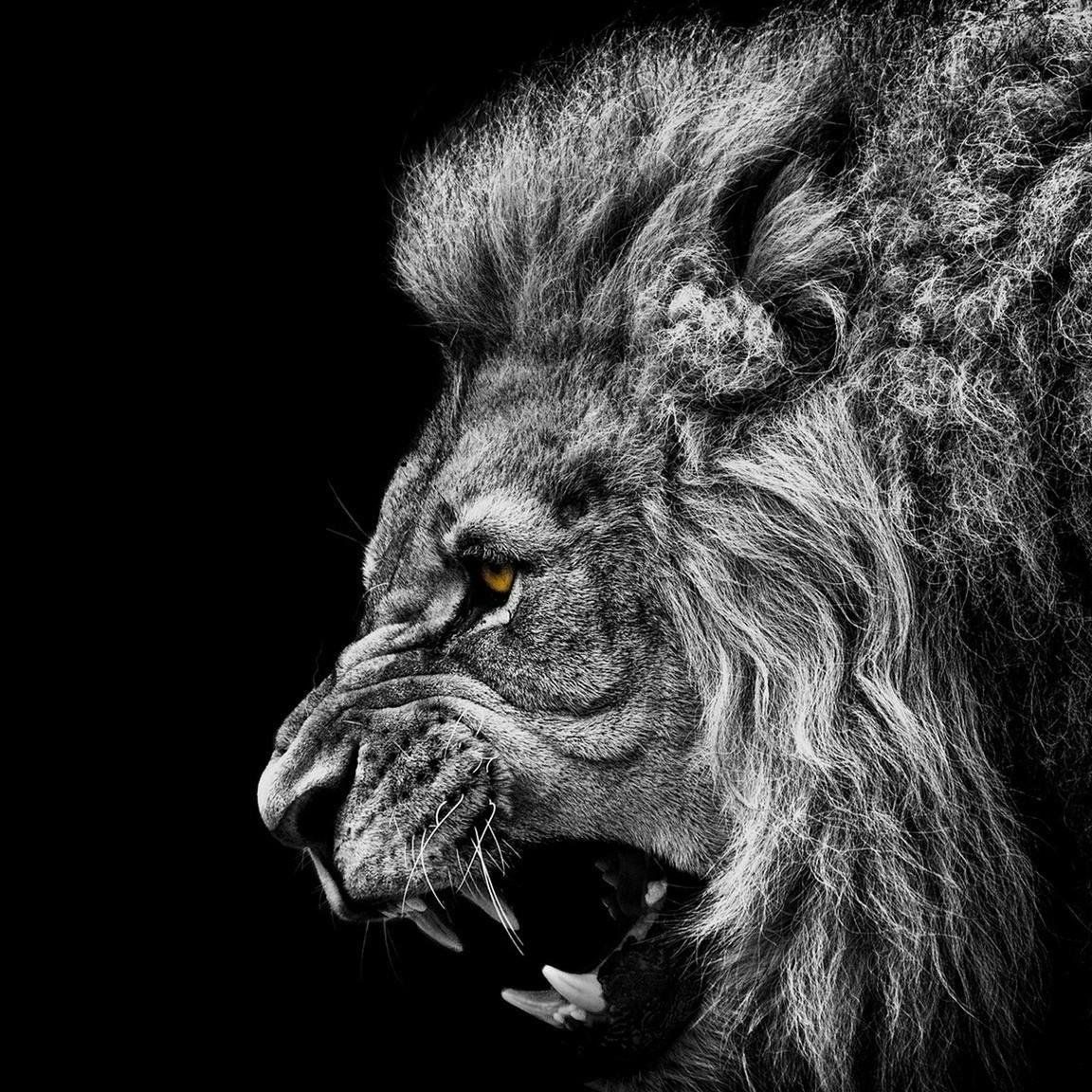 1152x1152 Lion Motivation / Posts / X