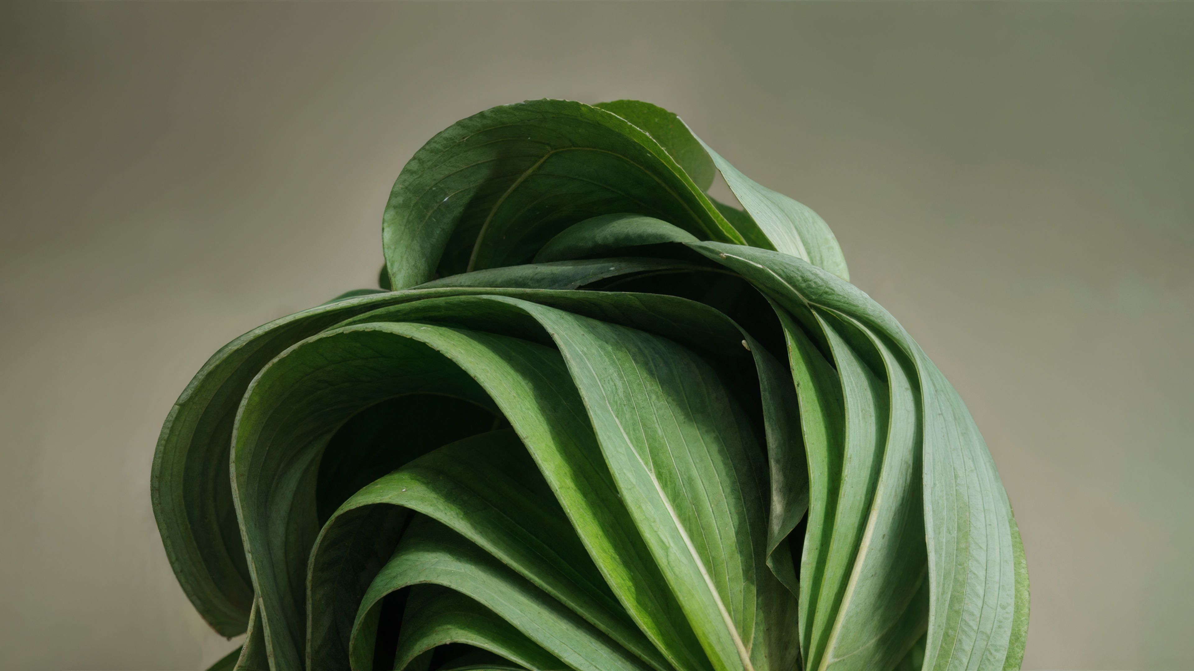 3840x2160 Windows 11 Wallpaper 4K, Green aesthetic, 5K, Paper Art