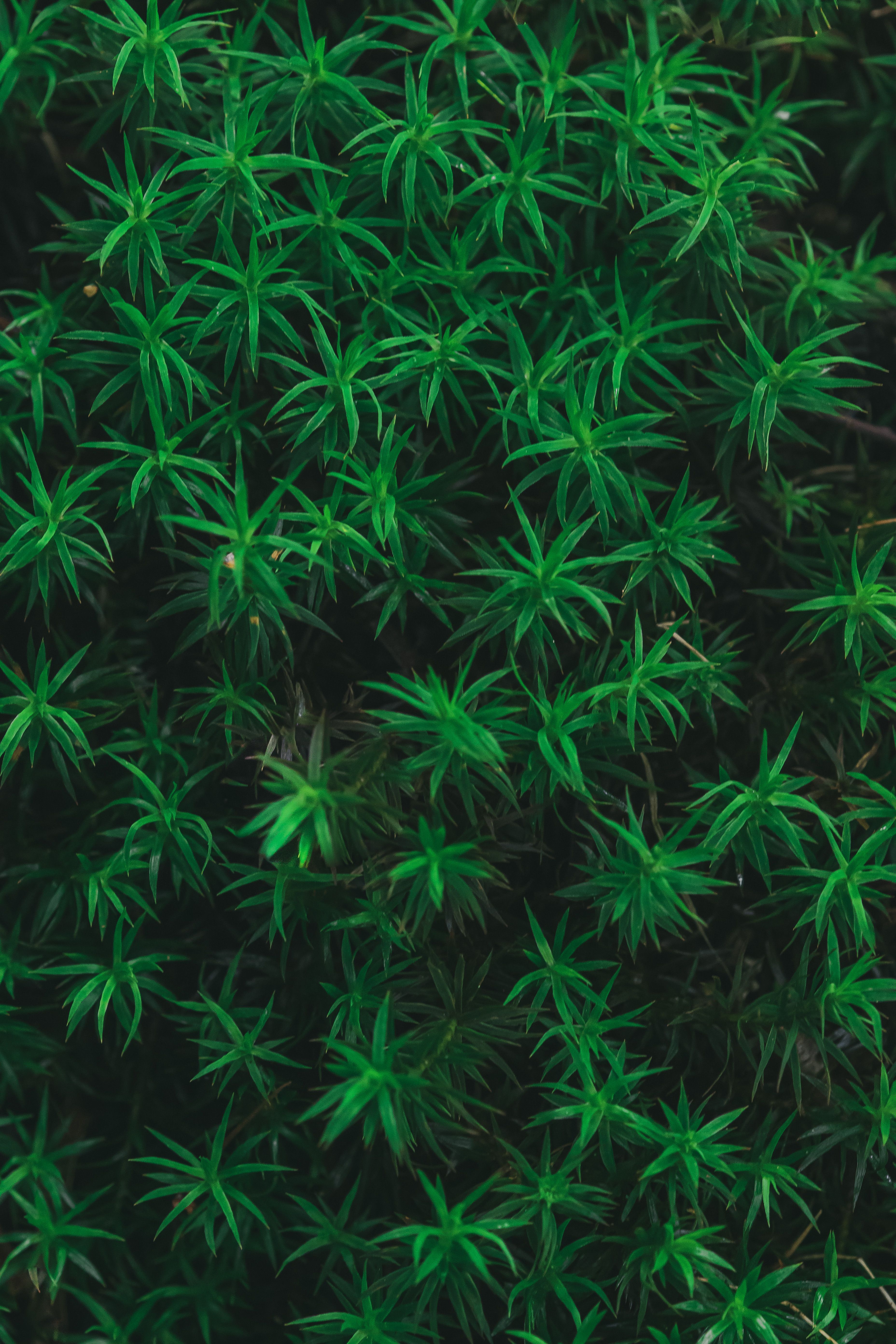 3712x5568 Green Wallpaper Photo, Download The BEST Free Green Wallpaper & HD Image