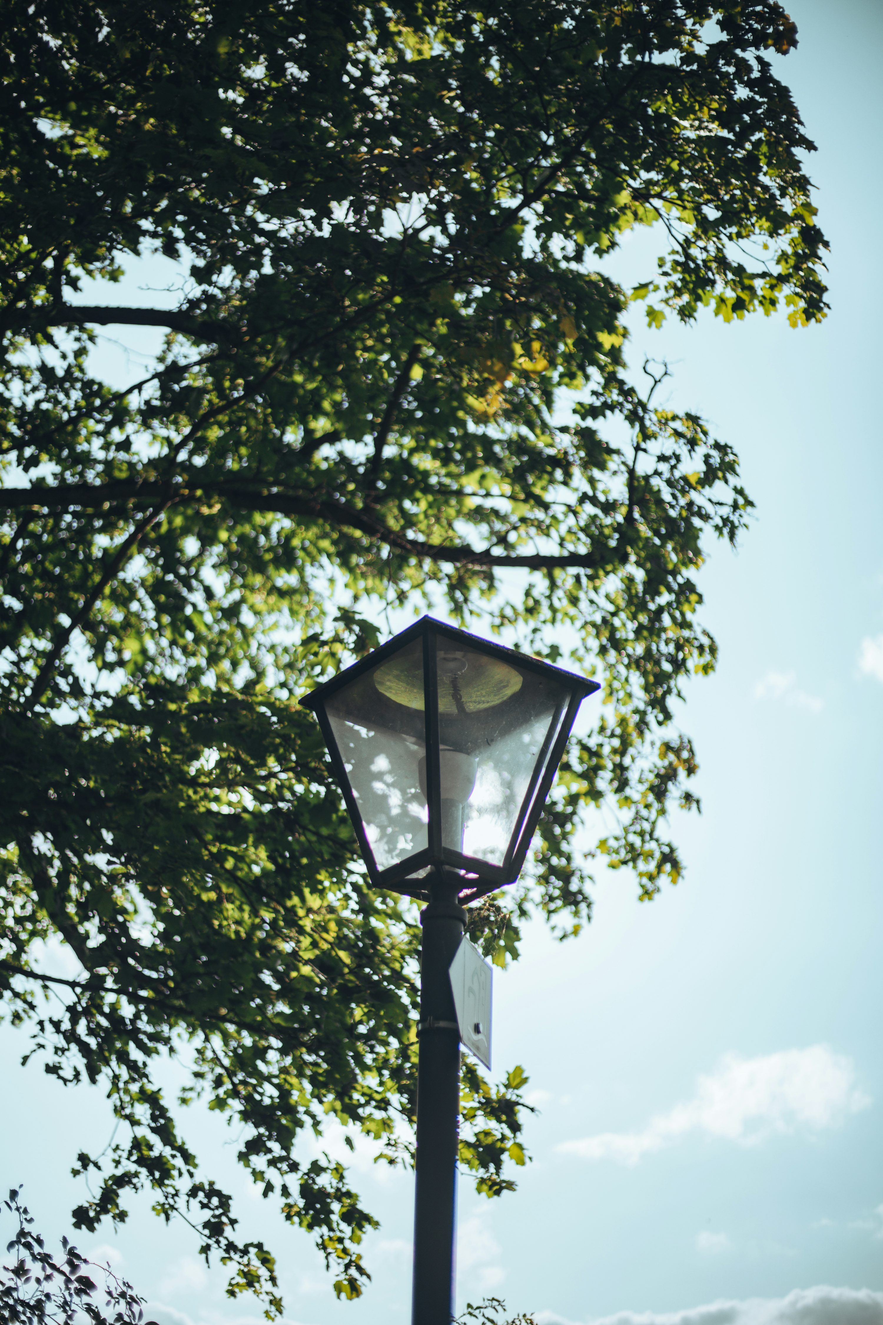 3000x4500 A lamp post with a tree in the background photo