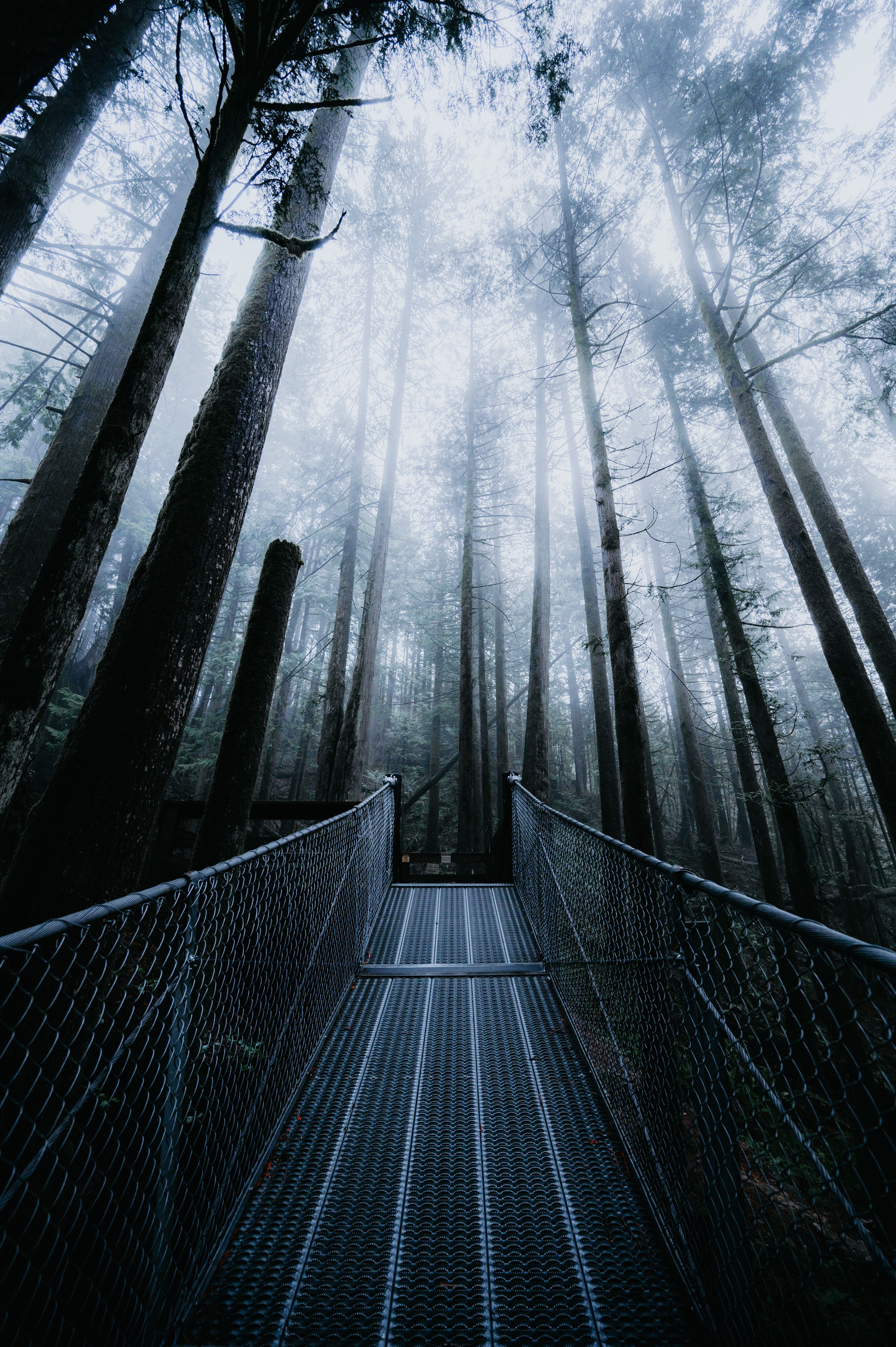 4024x6048 Steel Bridge in a Forest · Free