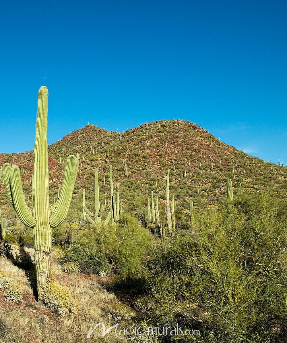 1000x1192 Saguaro Cactus