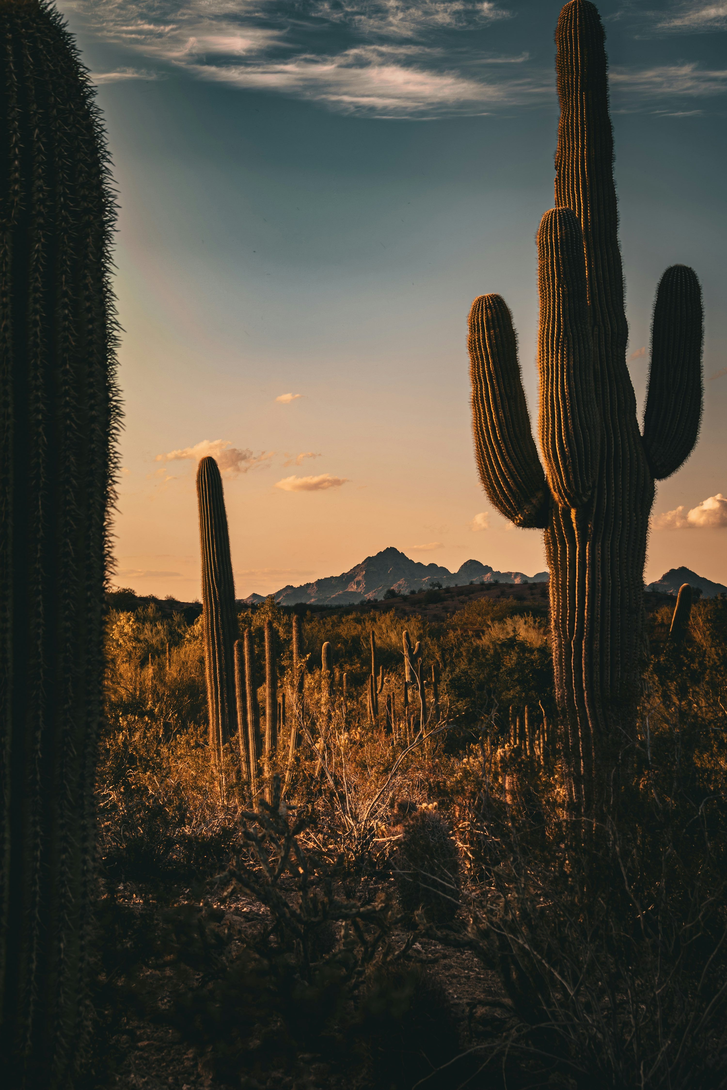 3000x4500 A large cactus in the middle of a desert photo