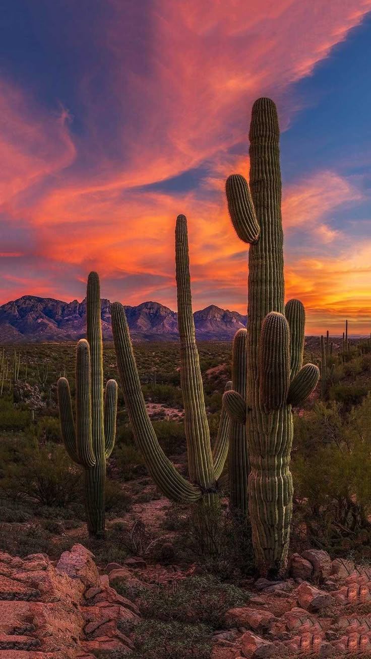 736x1308 Cactus Wallpaper
