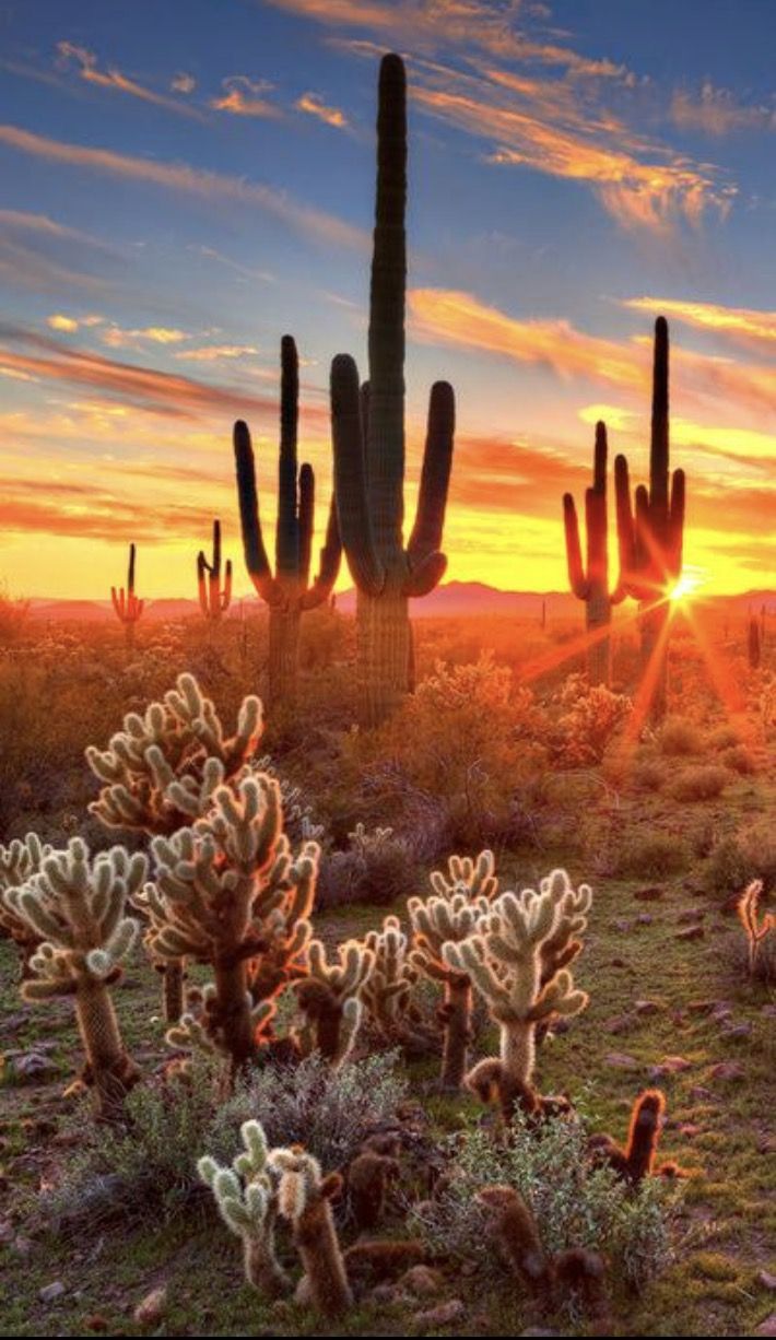 710x1226 Why Arizona Doesn't Observe Daylight Saving Time. Cactus desert sunset, Cactus plants at sunset